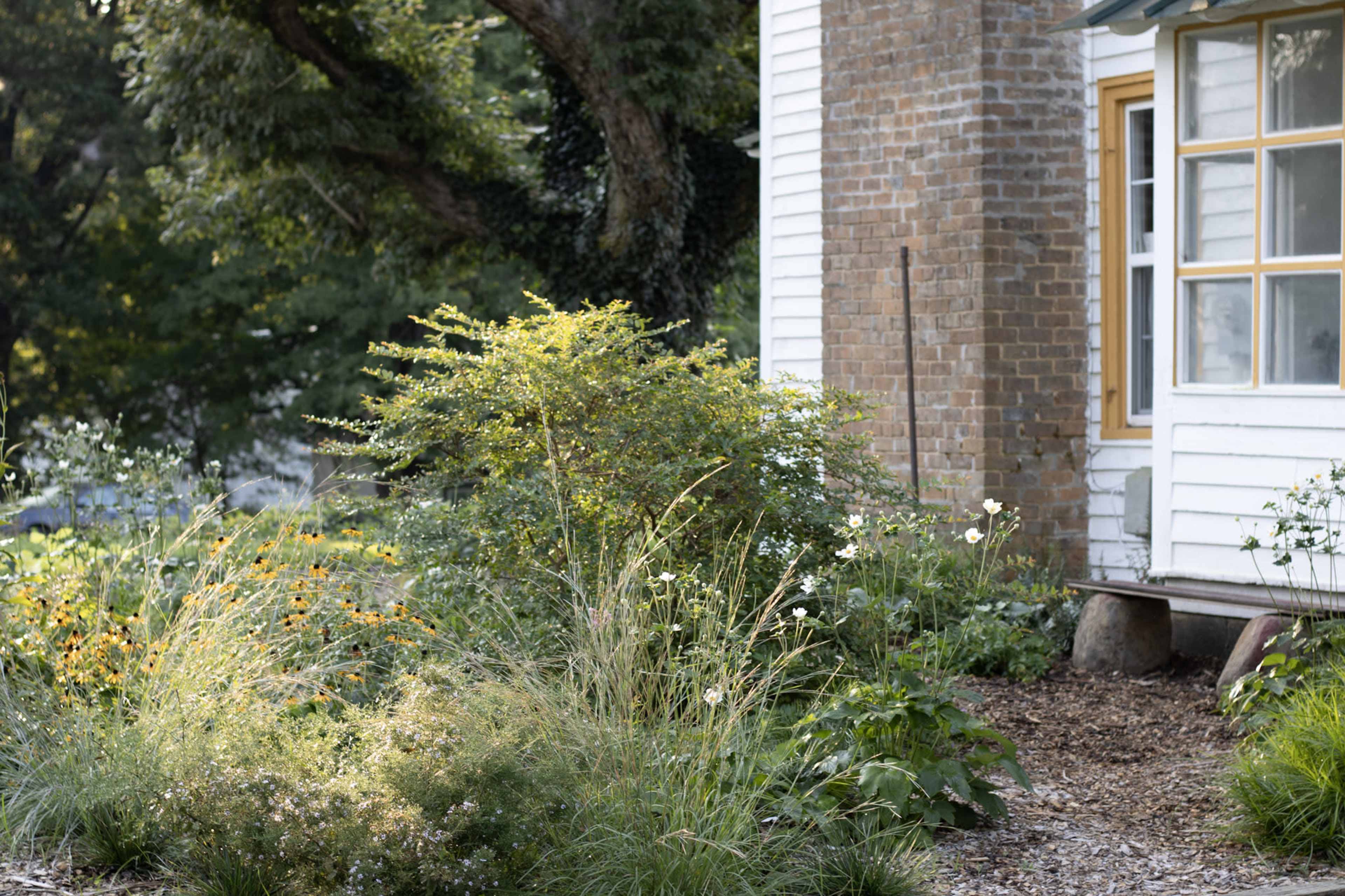 The image shows a corner of a garden with various plants and flowers, adjacent to the side of a house with a brick wall and a yellow-framed window.