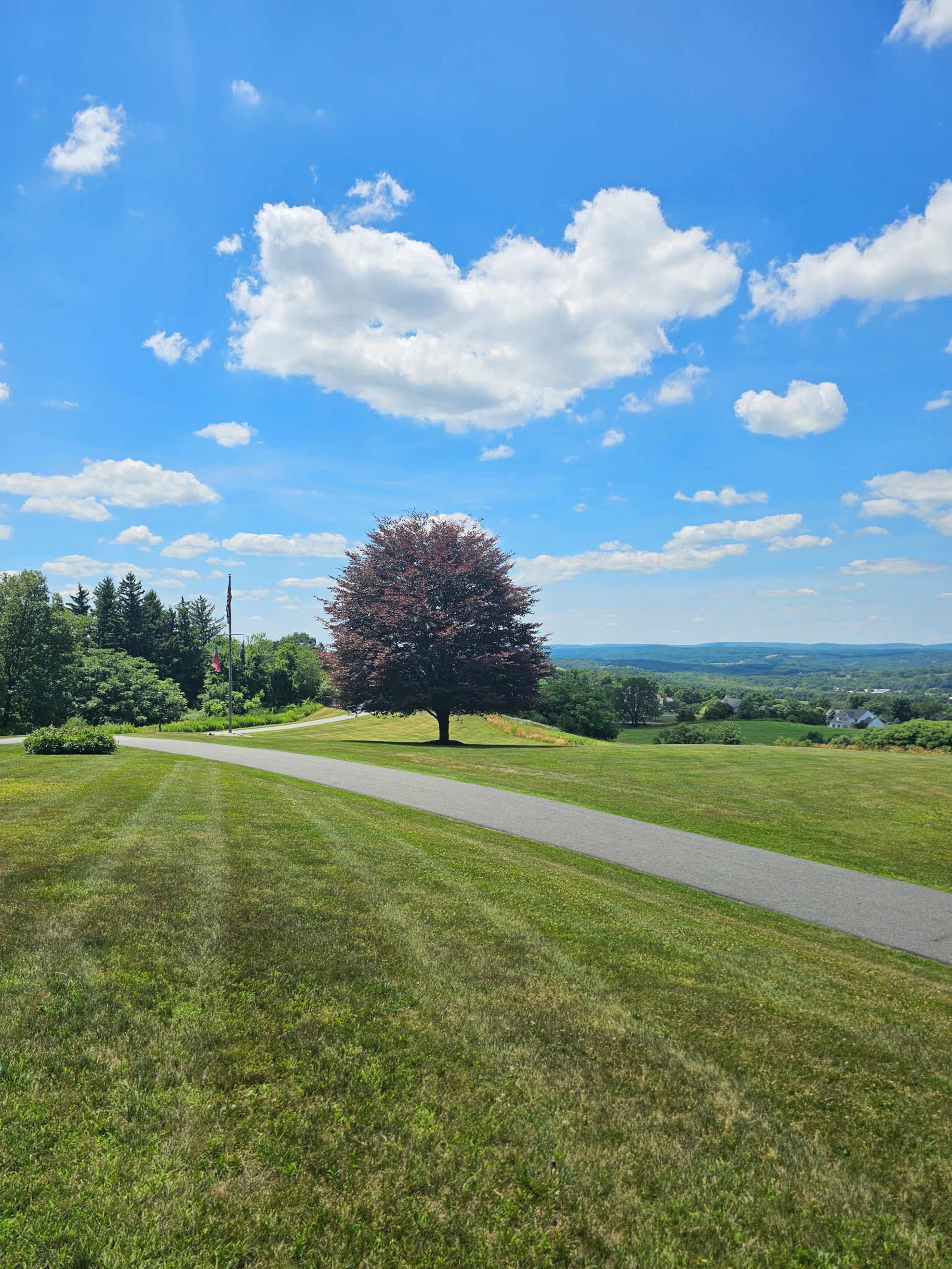 A lone tree stands on a grassy hill with a winding road leading toward it under a partly cloudy blue sky.