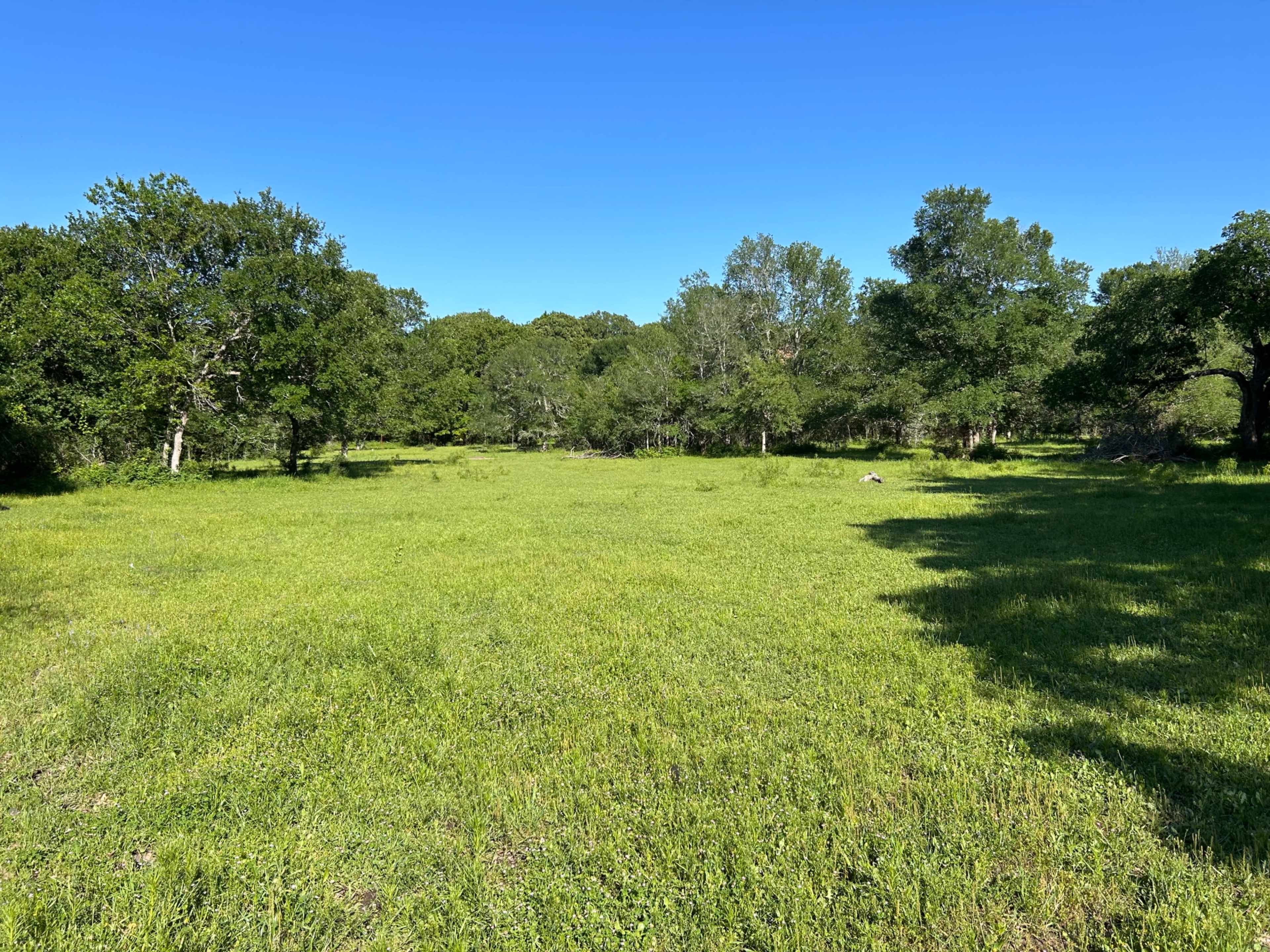 A grassy clearing surrounded by trees under a clear blue sky.