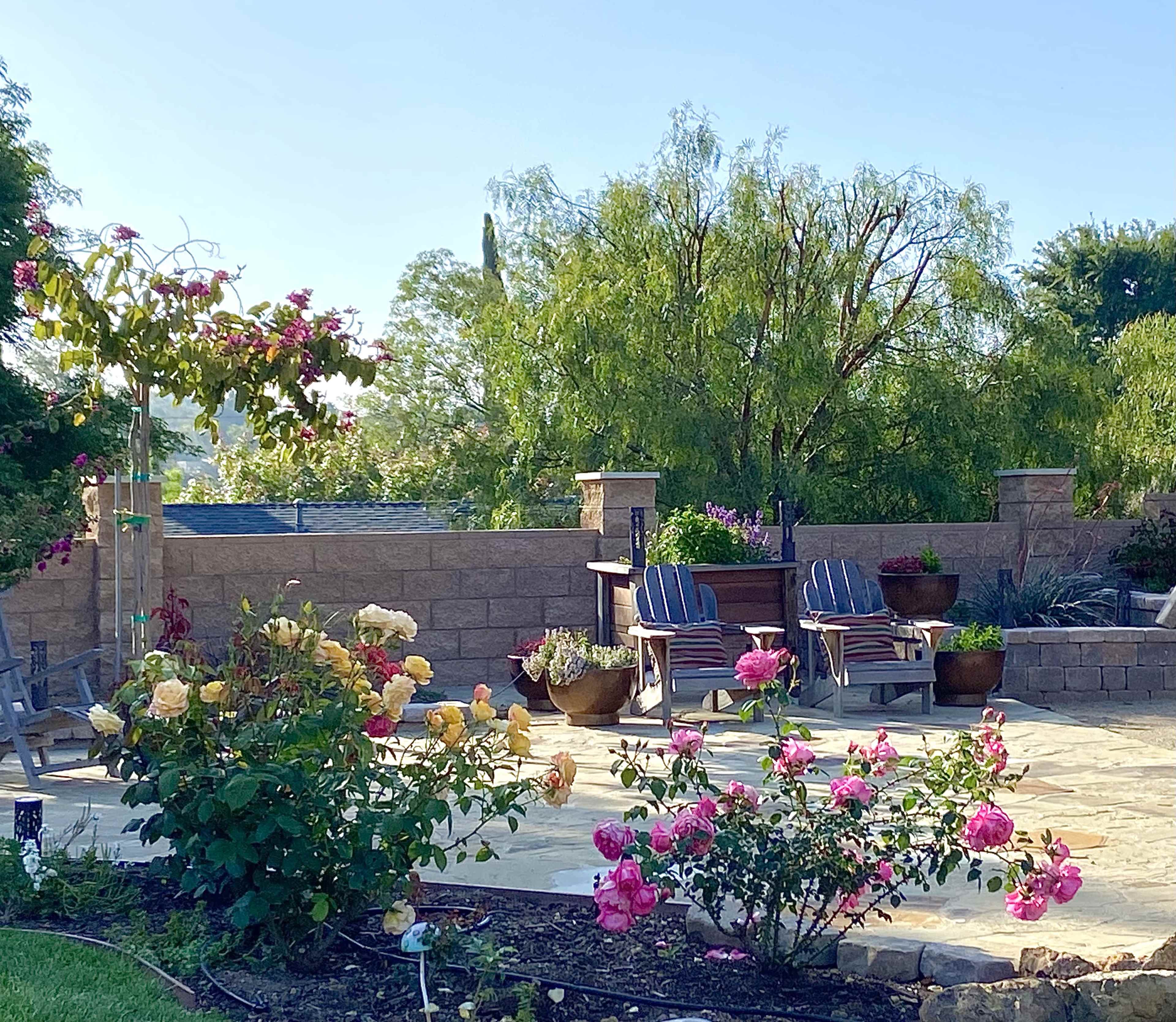 A patio area features two wooden chairs beside a table, surrounded by blooming rose bushes and a stone wall.