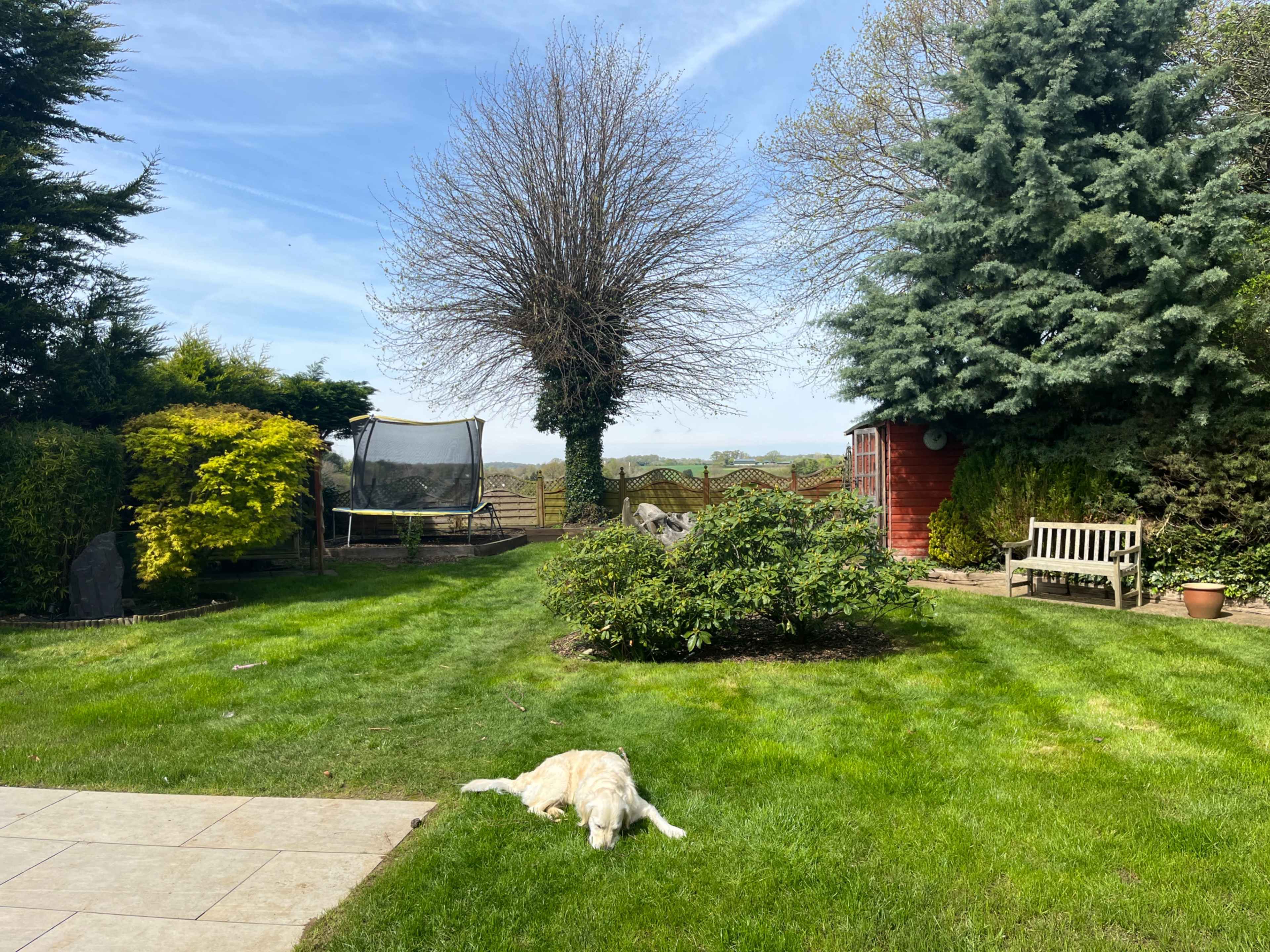 A golden retriever lays on the grass in a garden that features a trampoline, a wooden bench, and various trees against a clear blue sky.