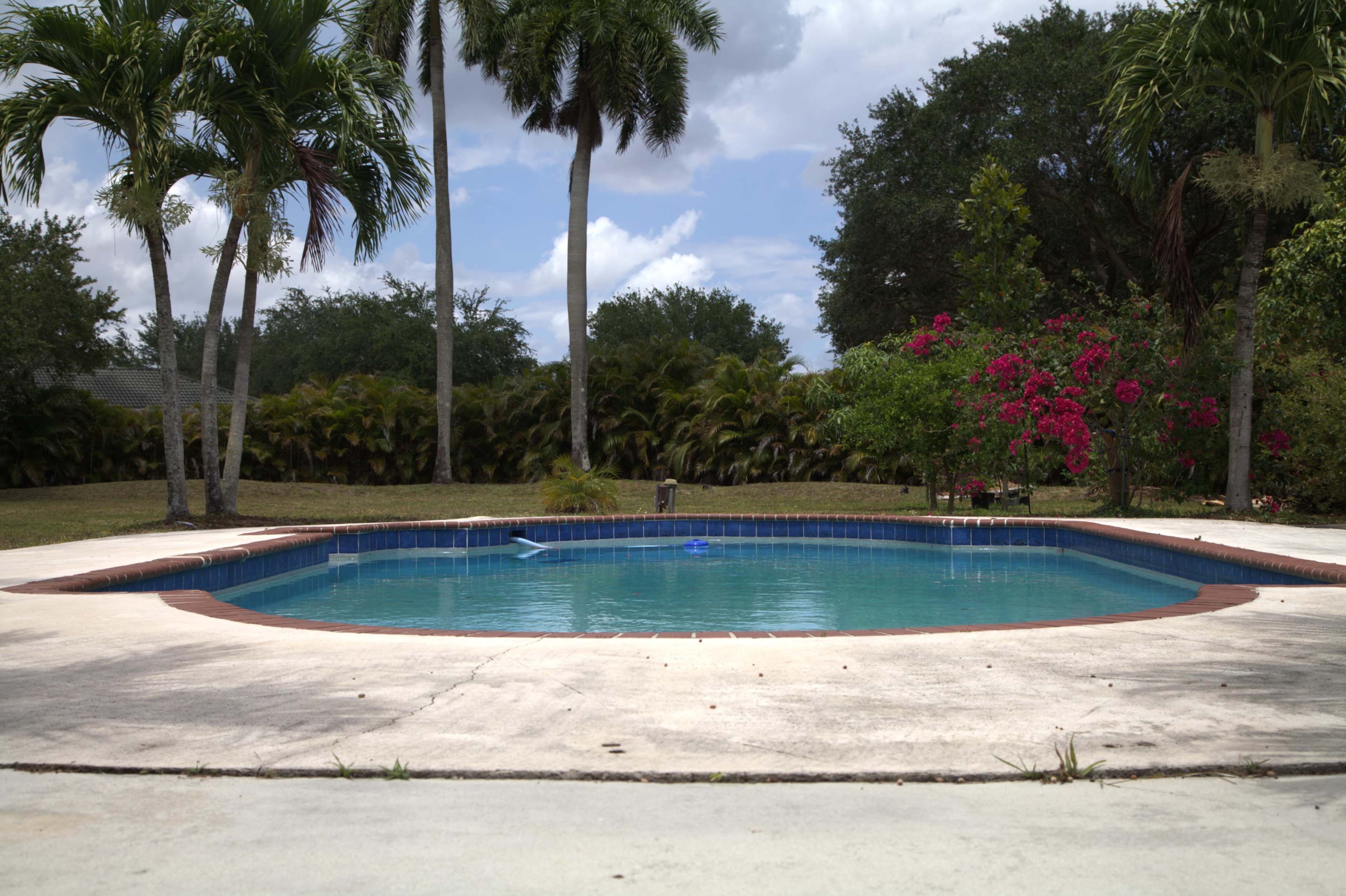 The image shows a circular swimming pool surrounded by palm trees and pink flowering bushes in a grassy backyard.