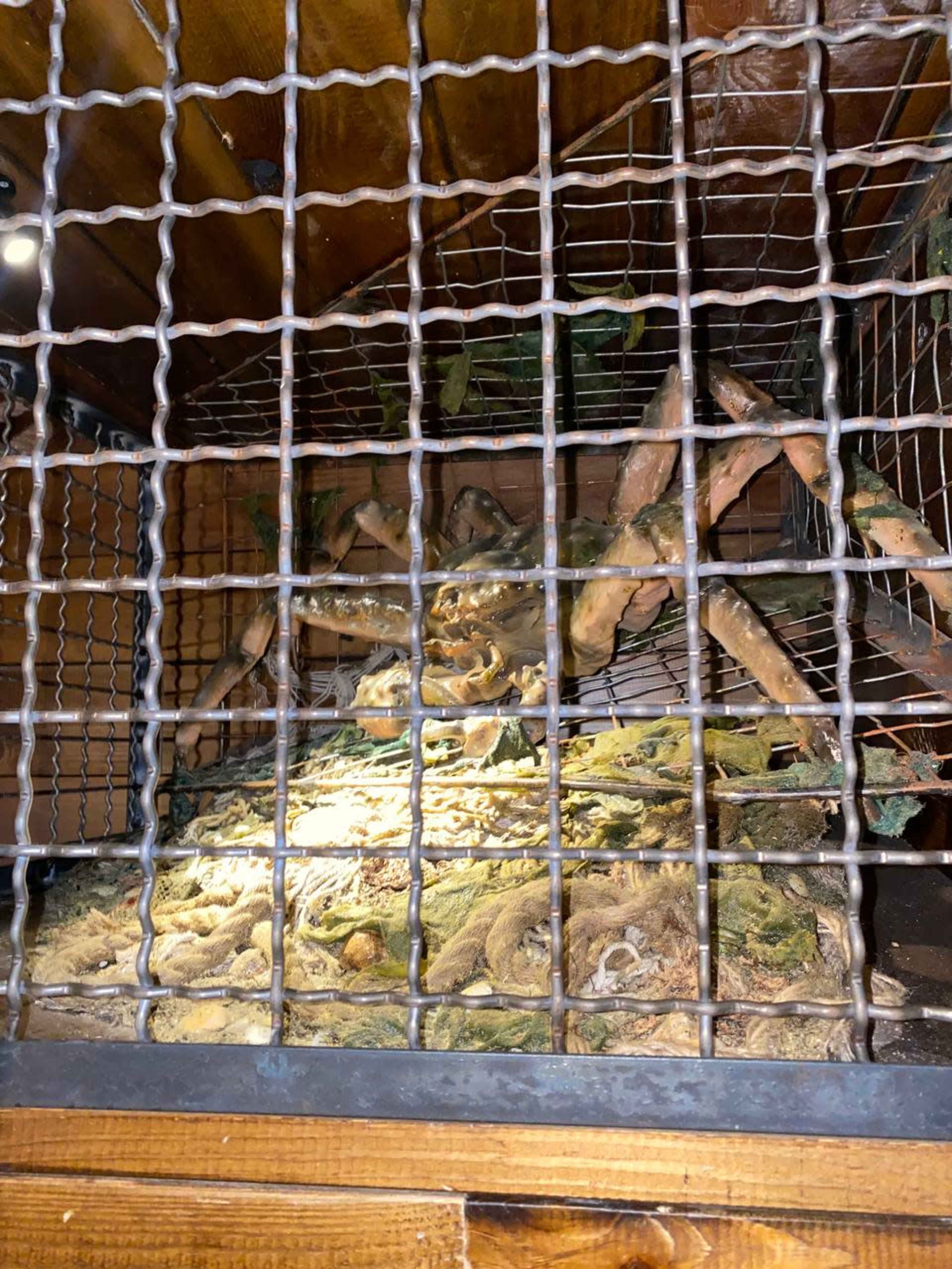 A large crab is visible inside a wooden enclosure with a metal grid.