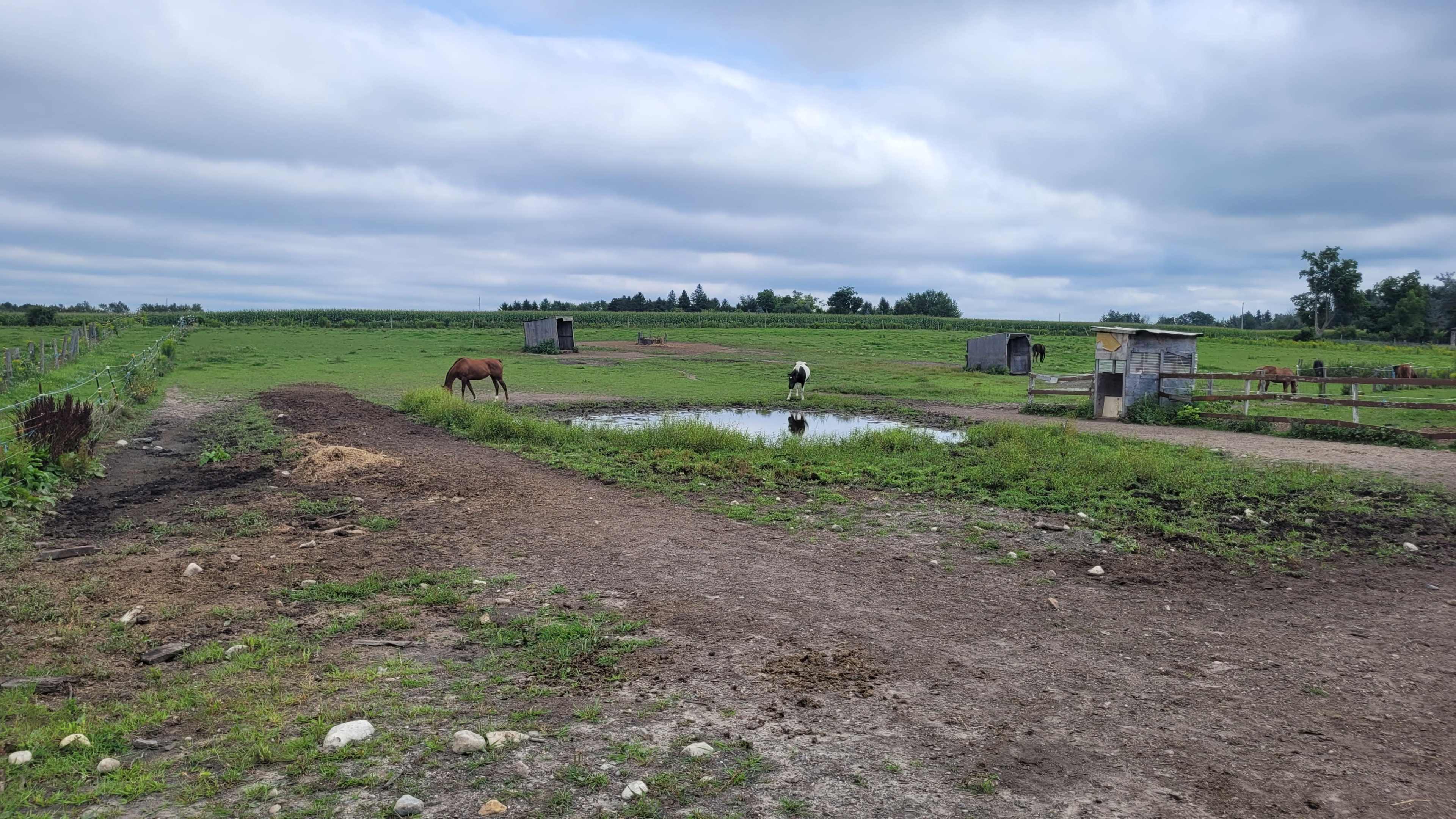 The scene shows a rural farm with two horses near a small pond, surrounded by green fields and a few structures in the background.