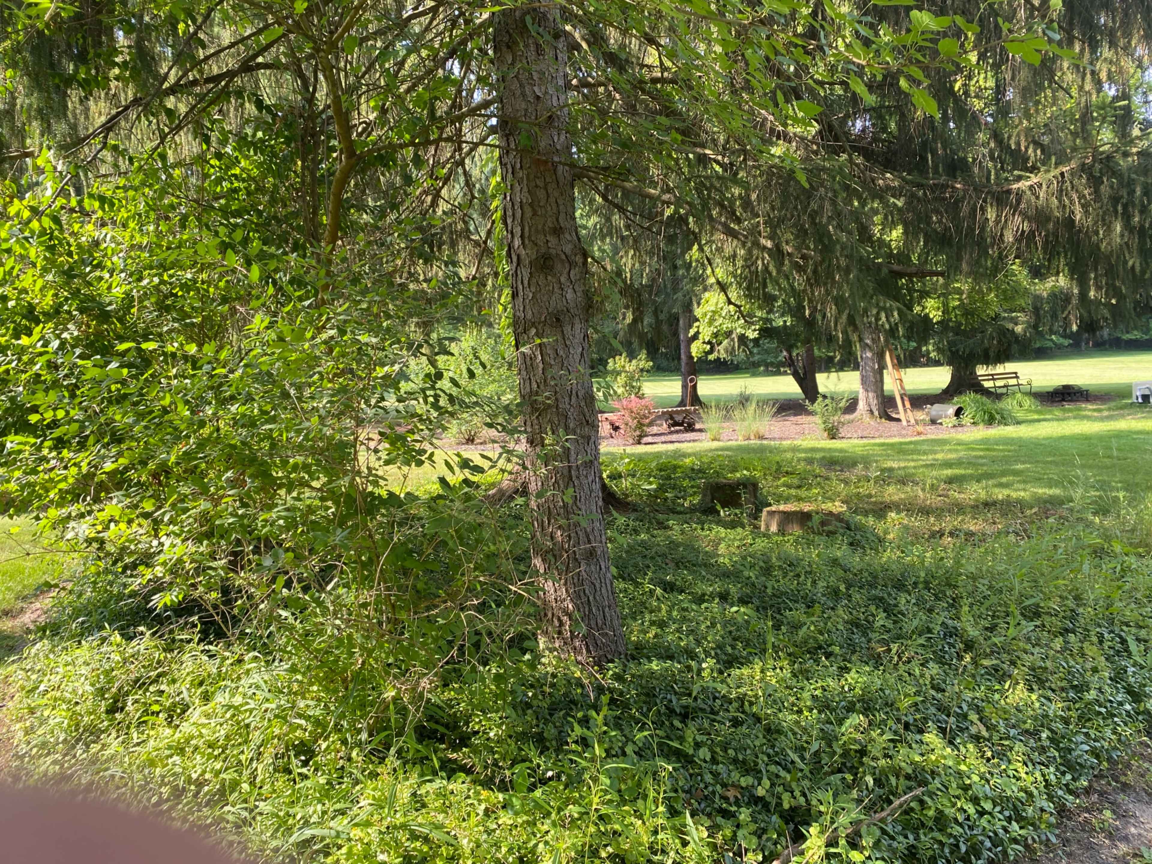 A grassy area in a park with trees, shrubs, and wooden benches in the background.