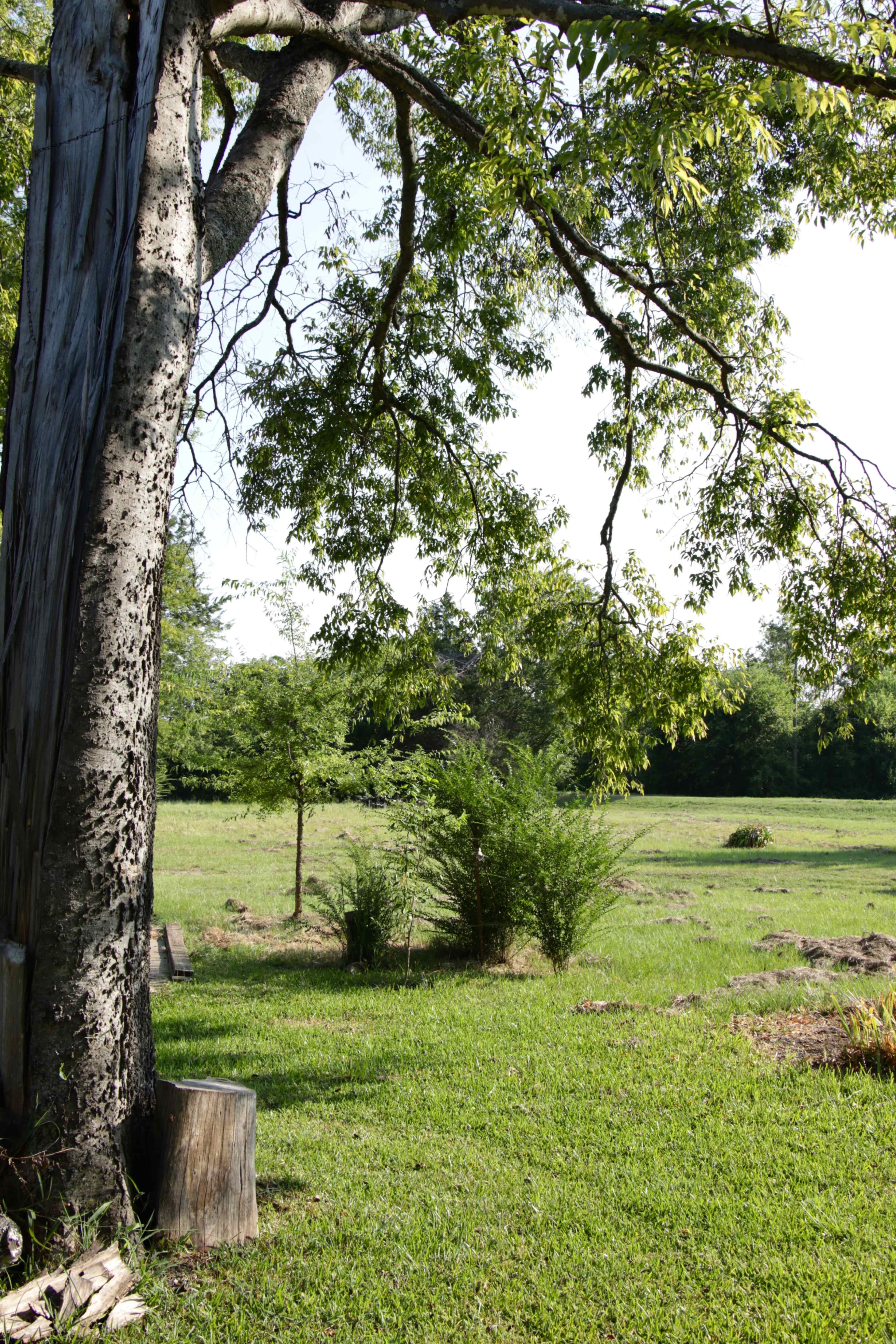 A large tree with a textured trunk stands beside a grassy area dotted with small shrubs and plants.