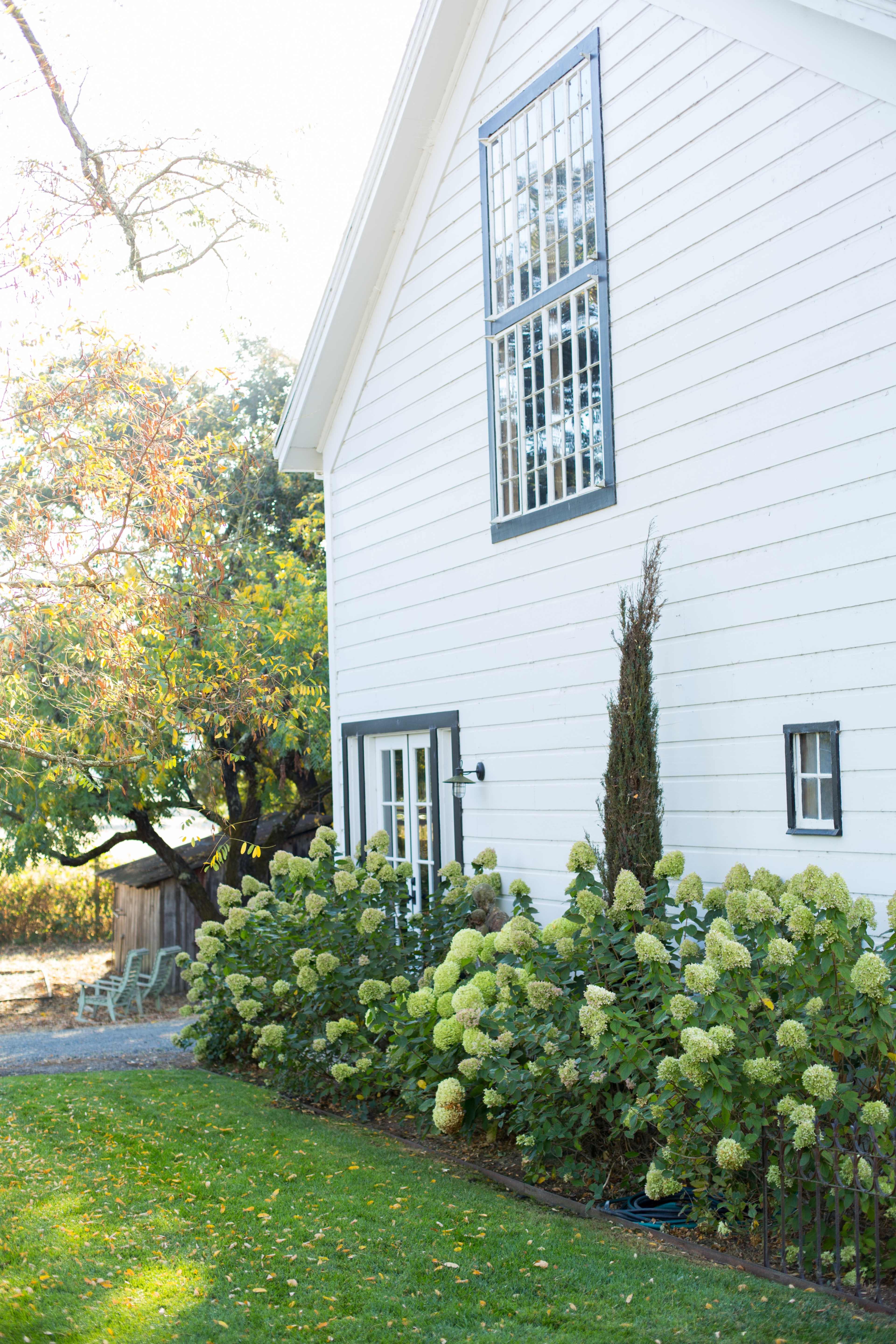 A white house with large windows is surrounded by blooming hydrangeas and a well-maintained lawn.