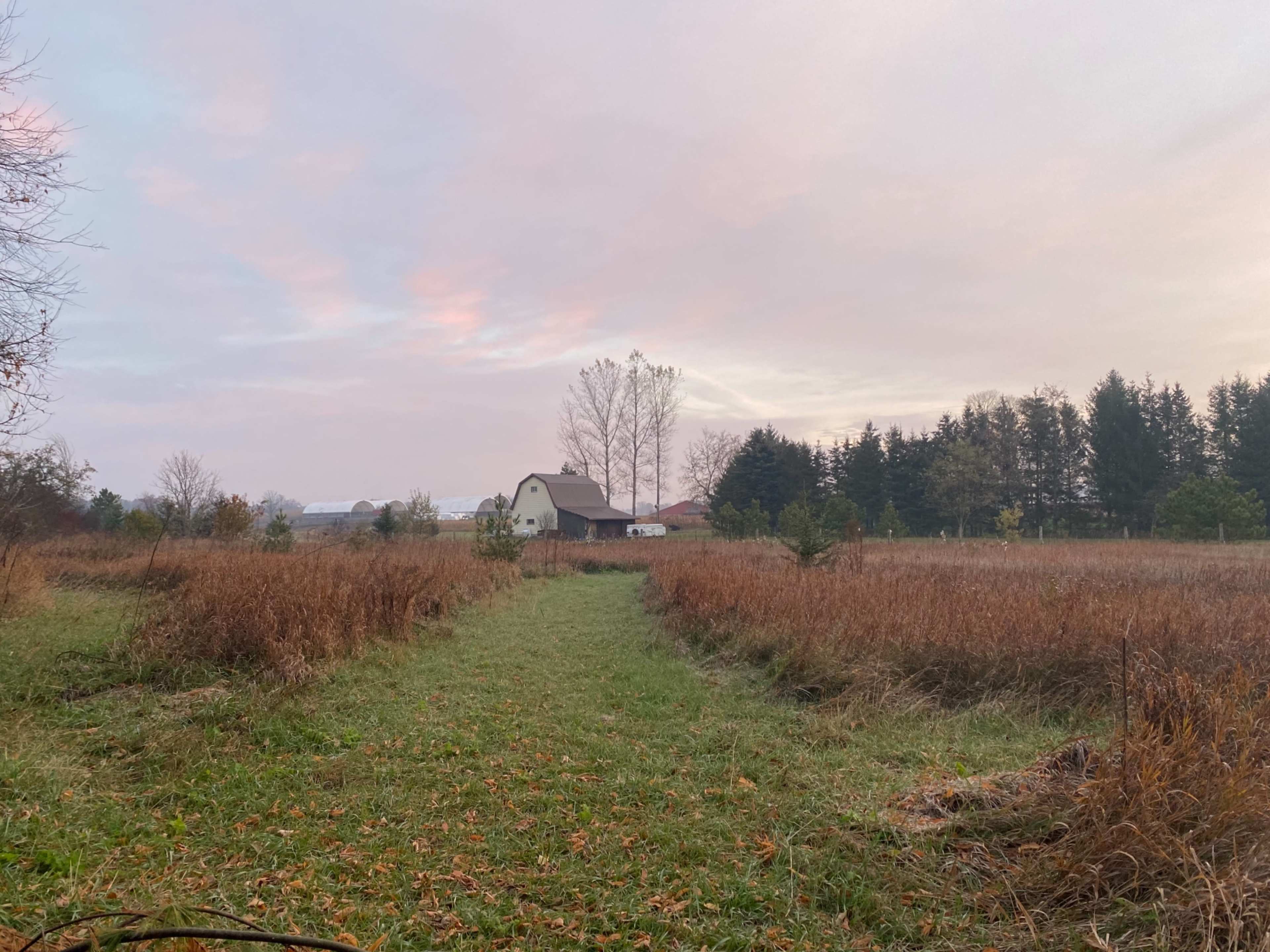 A path lined with tall grass leads toward a house surrounded by trees and open fields under a pastel sky.
