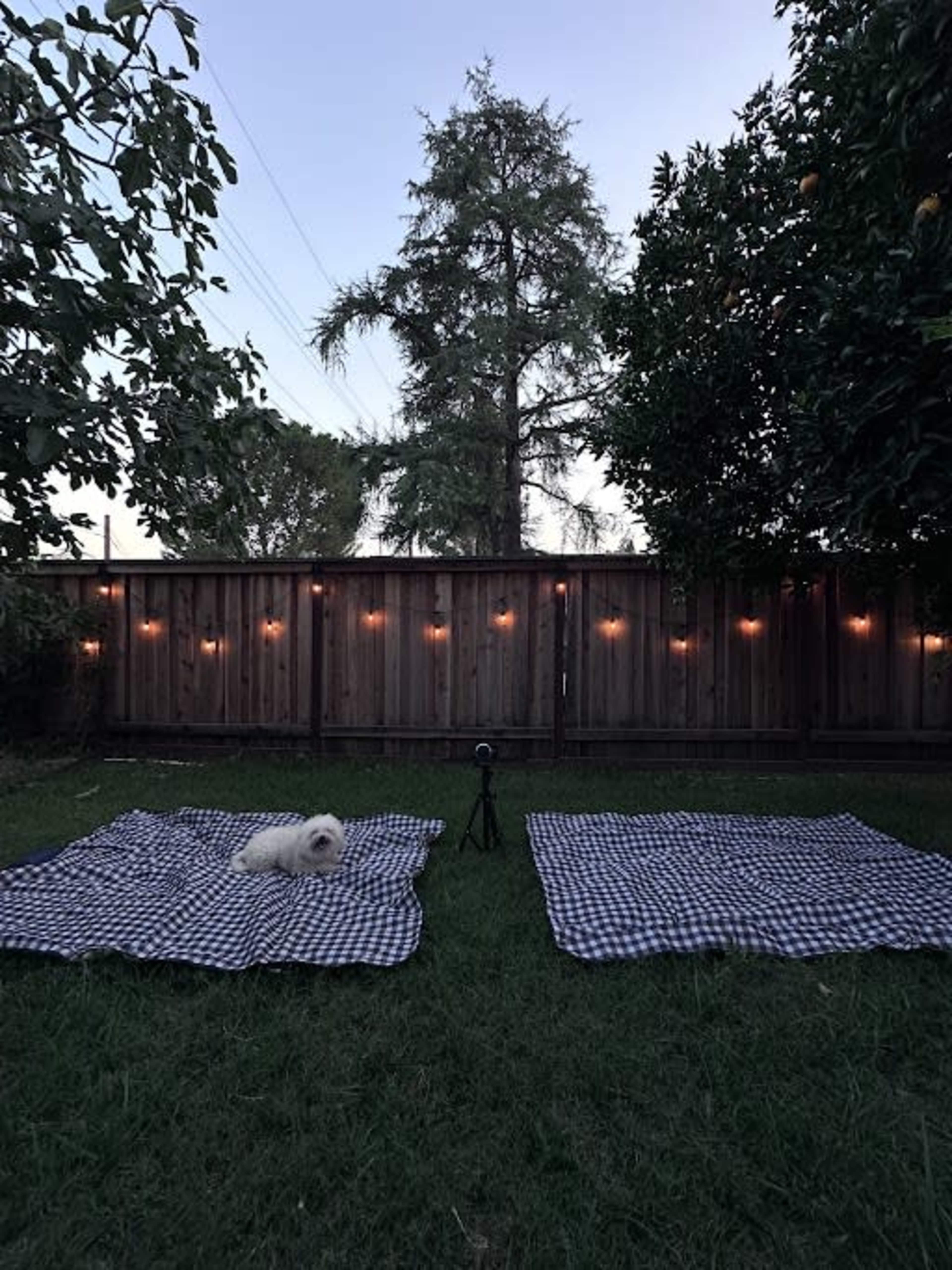 Two checkered blankets are spread on grass in a backyard, with a small dog sitting on one blanket and string lights visible along the wooden fence in the background.