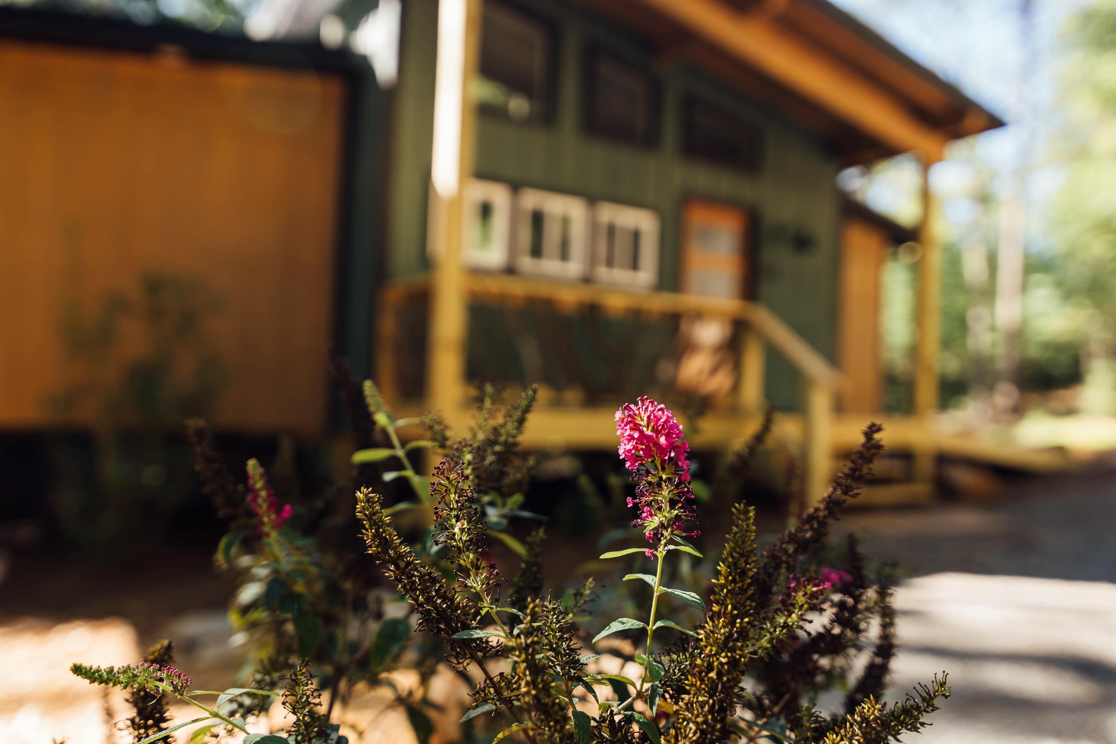 A pink flower blooms in the foreground, with a wooden house and deck visible in the background.