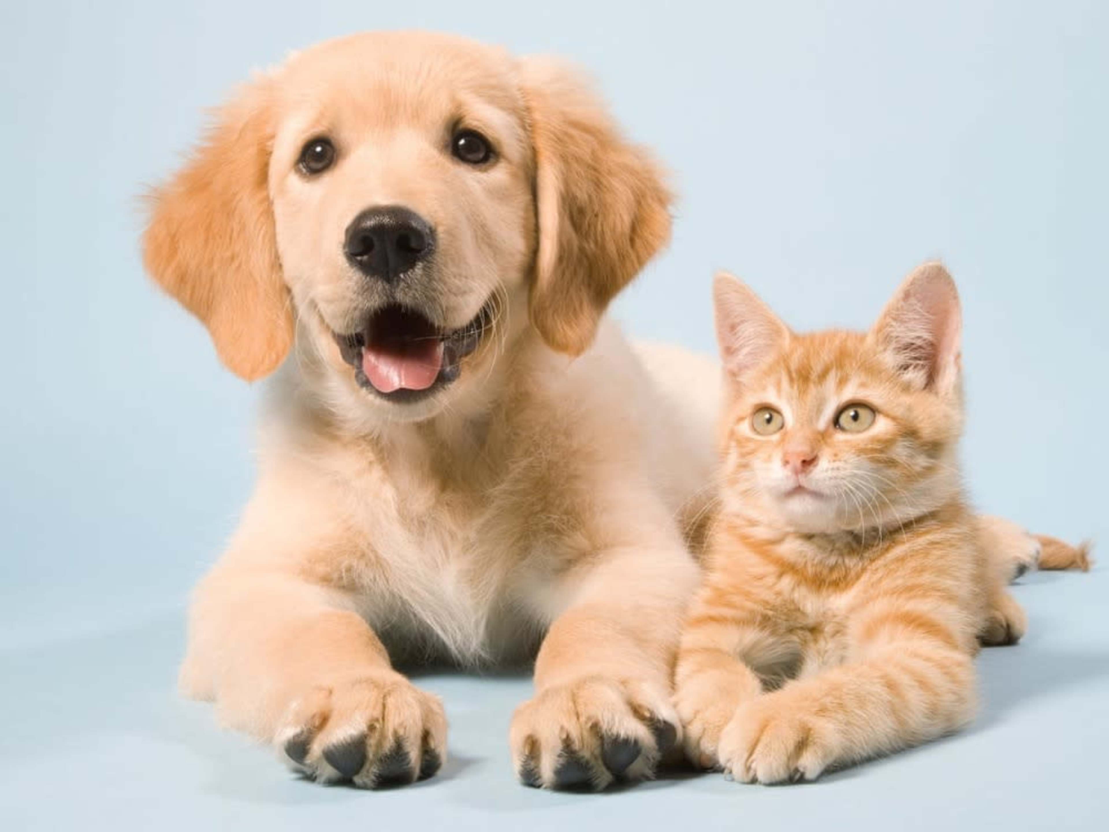 Pet Add On