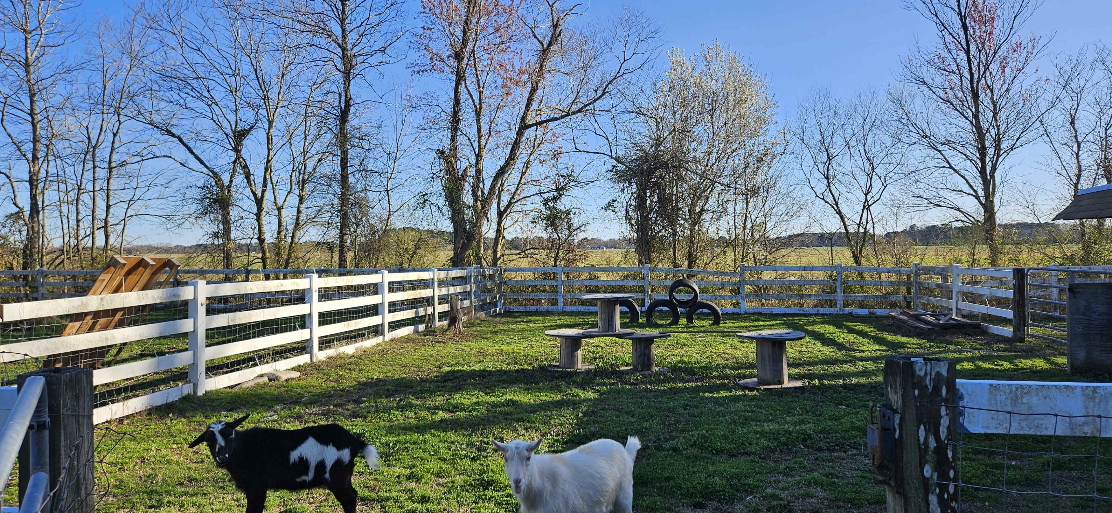 A fenced pasture with two goats and a circular seating area made of tires, surrounded by trees and open fields in the background.
