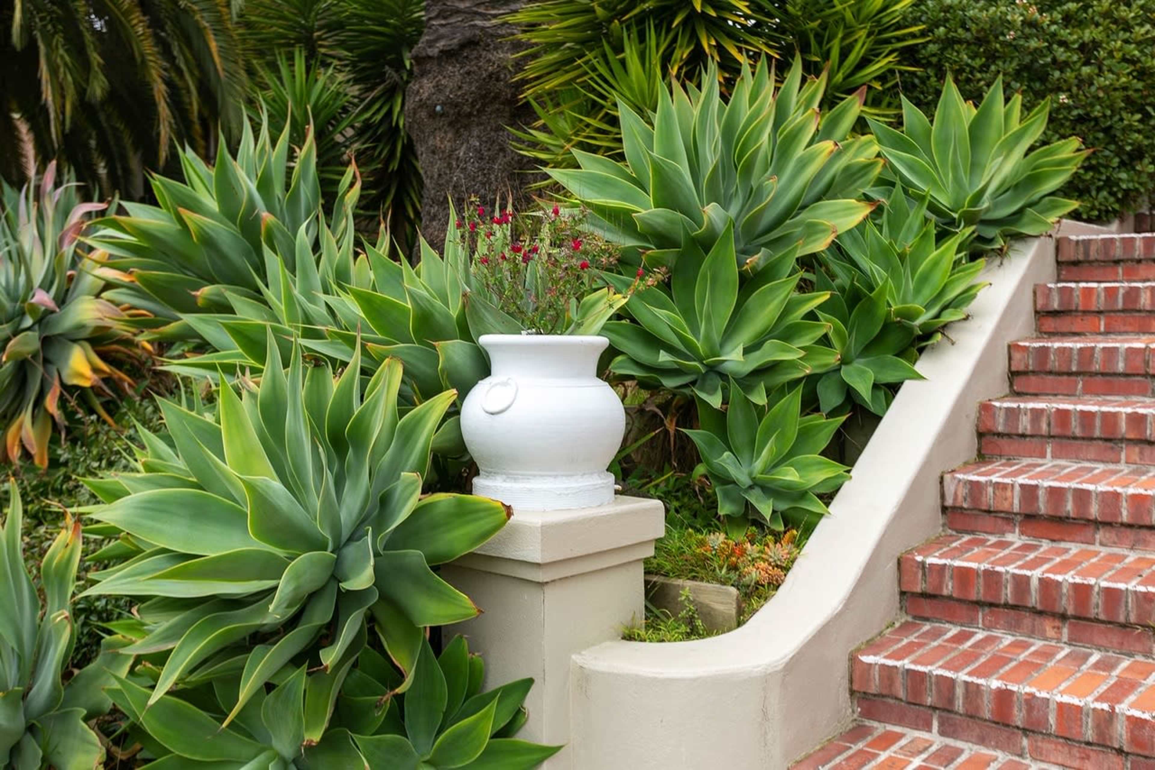 A white ceramic urn is positioned on a stone pedestal beside a lush arrangement of large green plants, with brick steps leading upwards.