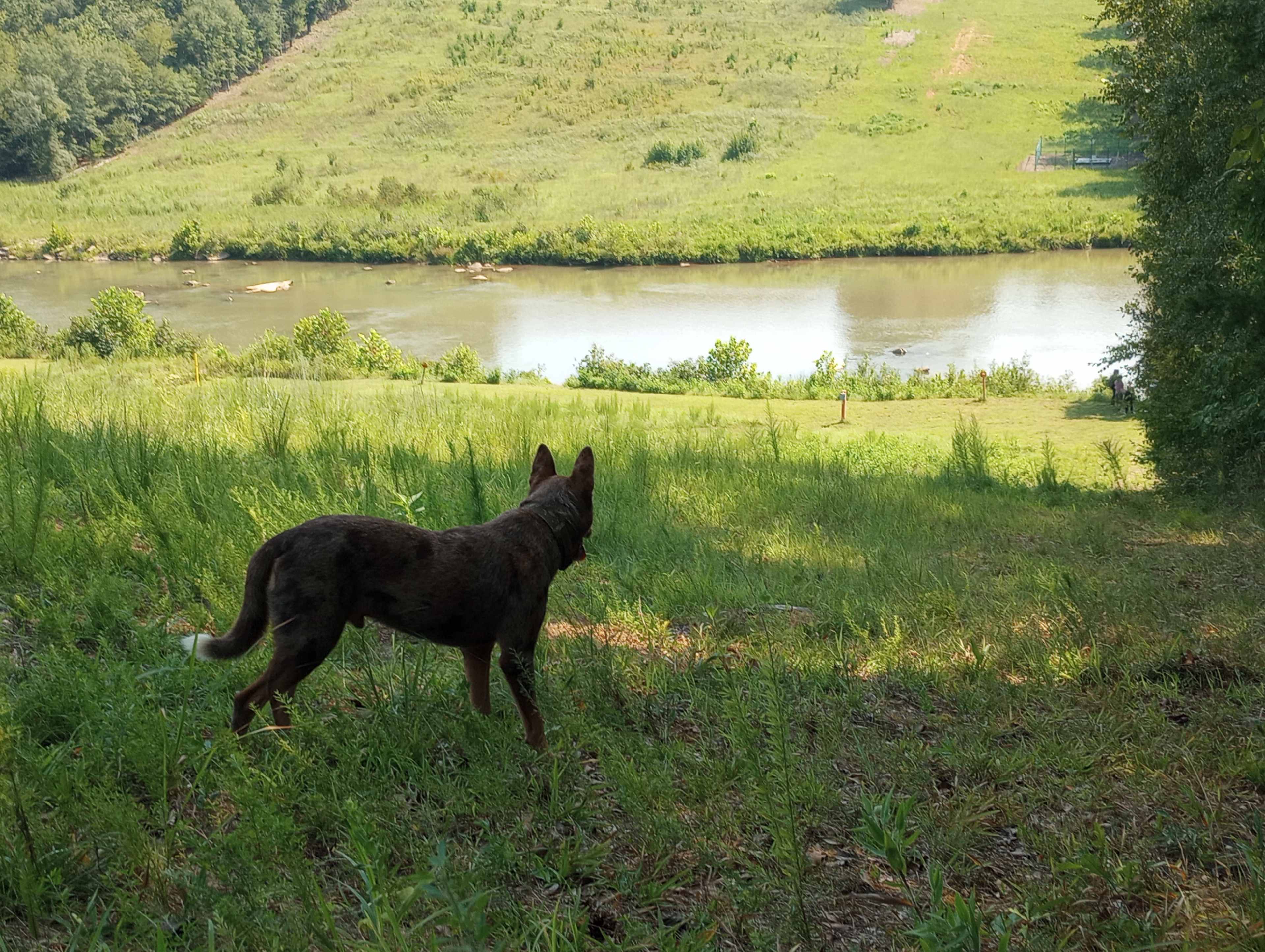 A dog stands on a grassy slope overlooking a river surrounded by green hills.