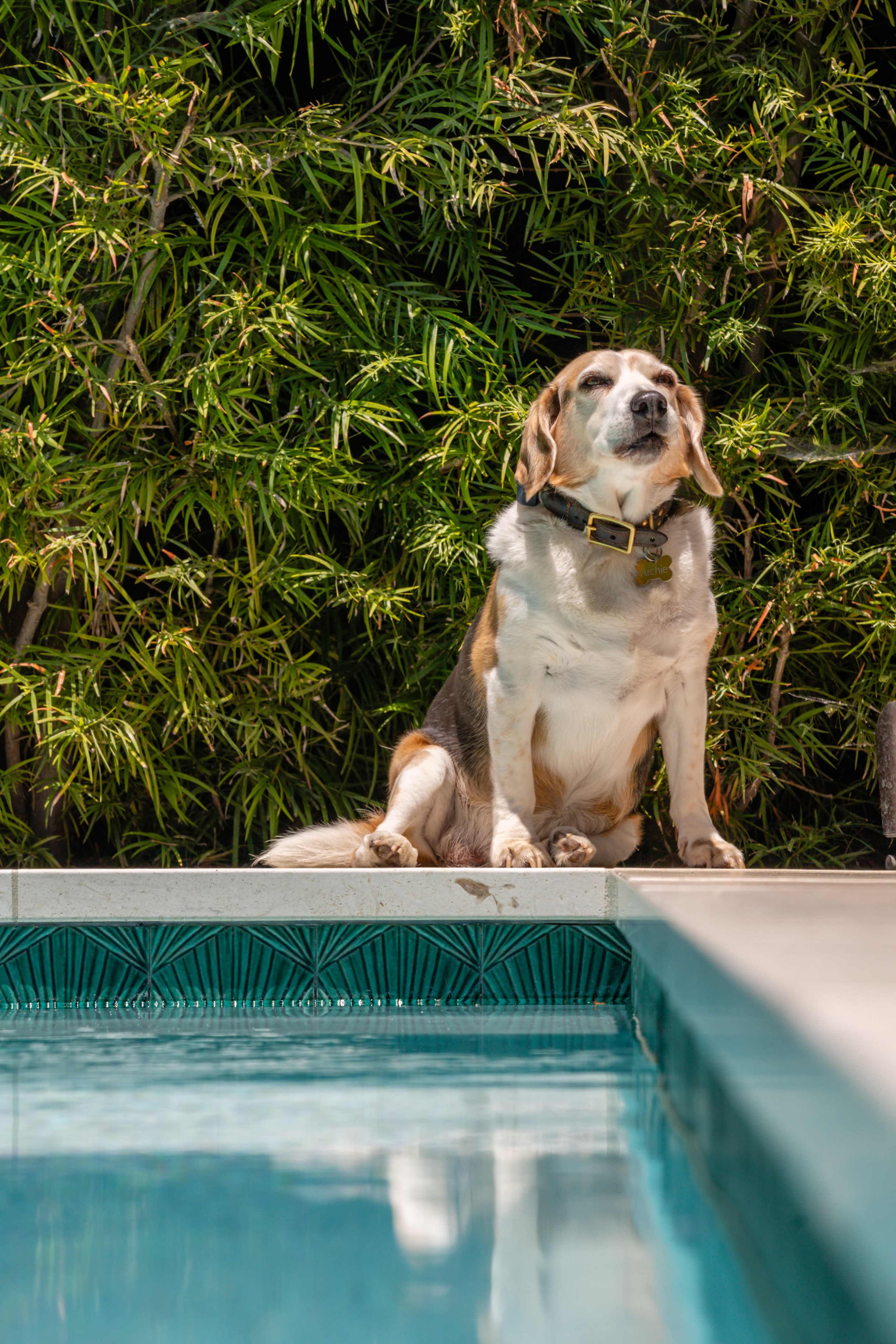 Escape to a Lush, Light-Filled Oasis | Modern California Home Featured by Parachute, Abercrombie x NFL &  more Image in Central LA, Culver City - West Adams, CA