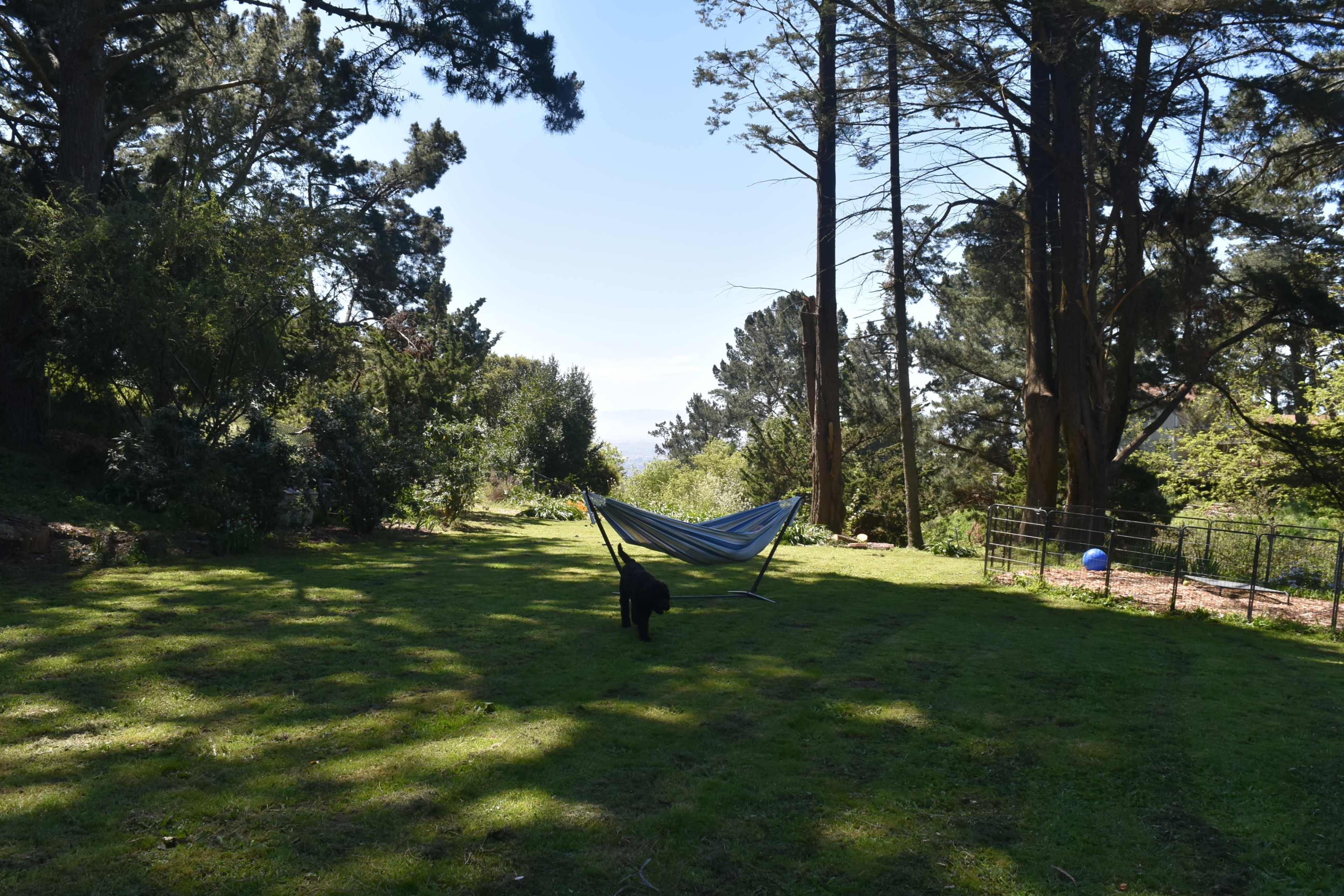 A black dog walks through a grassy yard with a hammock set up between trees, overlooking distant hills and blue sky.