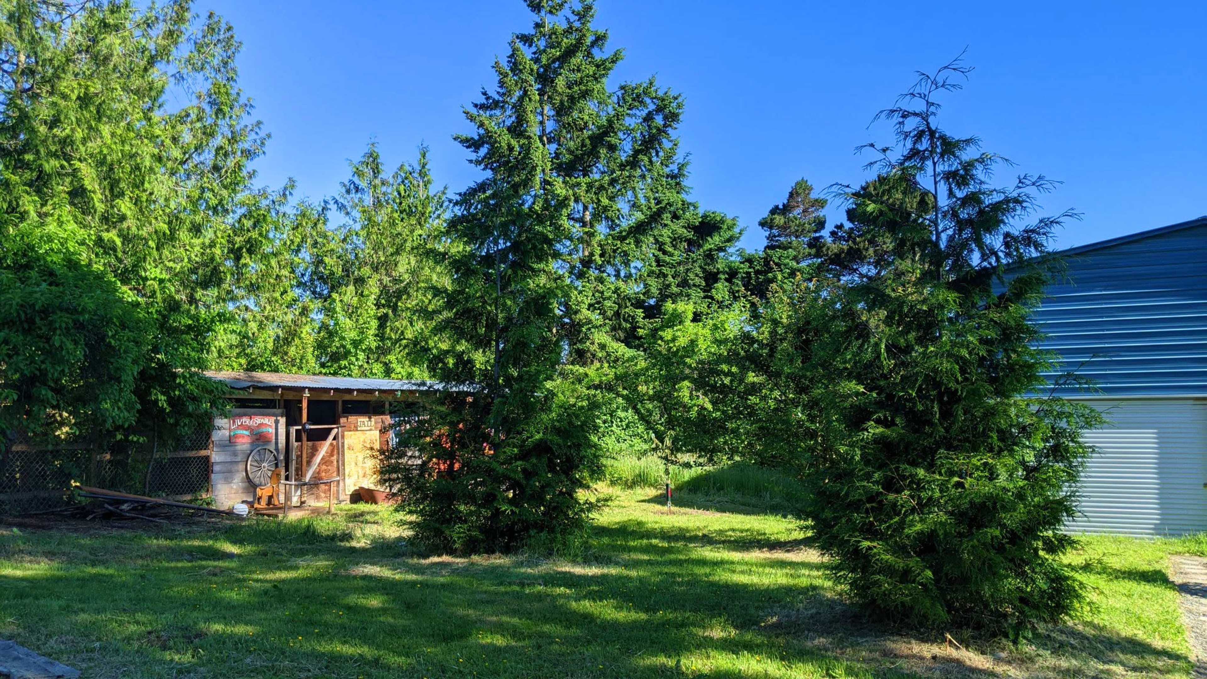 The image shows a lush green yard with two tall evergreen trees, a rustic shed, and a blue metal building in the background.