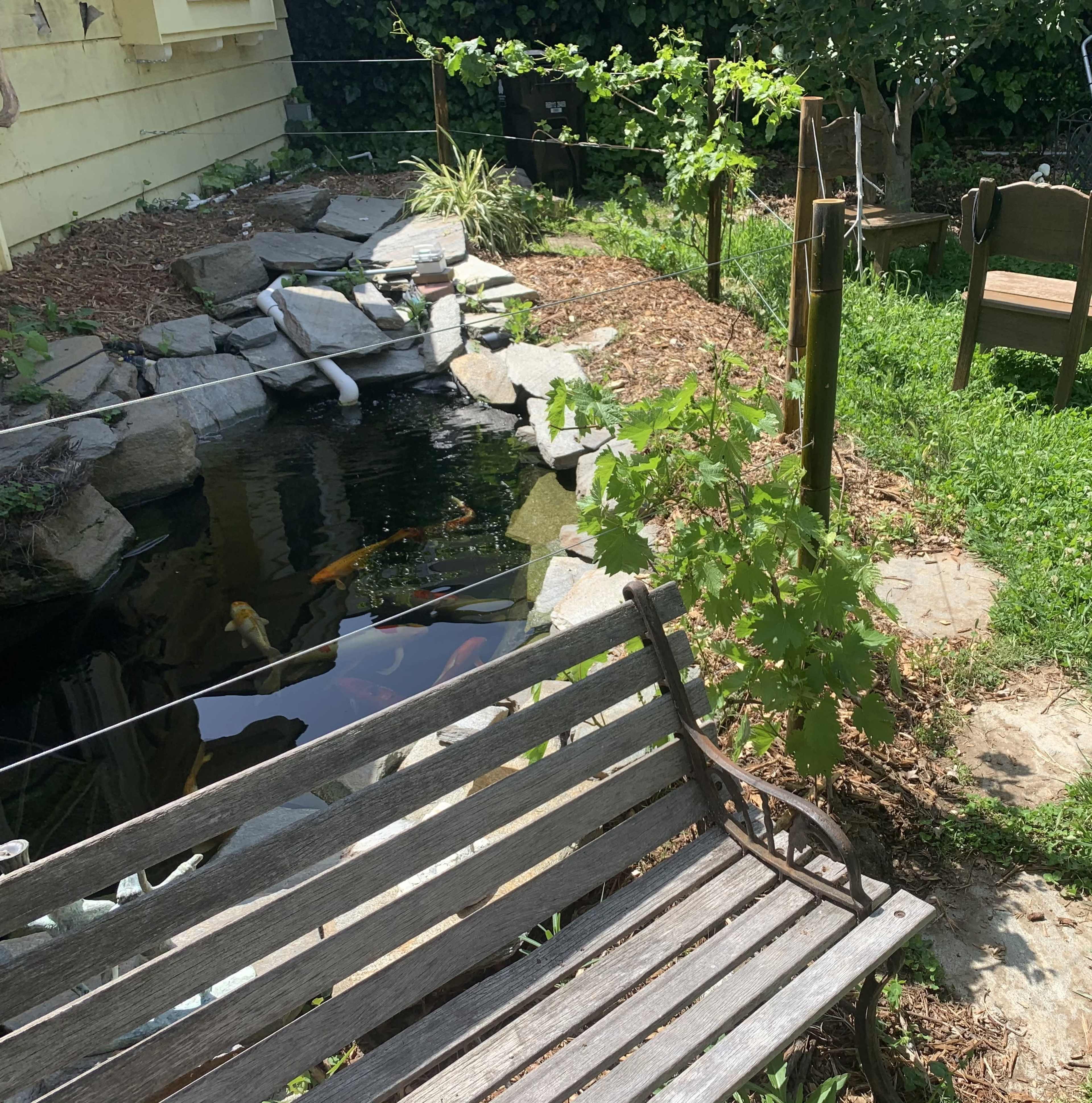 The image shows a garden area featuring a pond with koi fish, a wooden bench, and surrounding greenery.