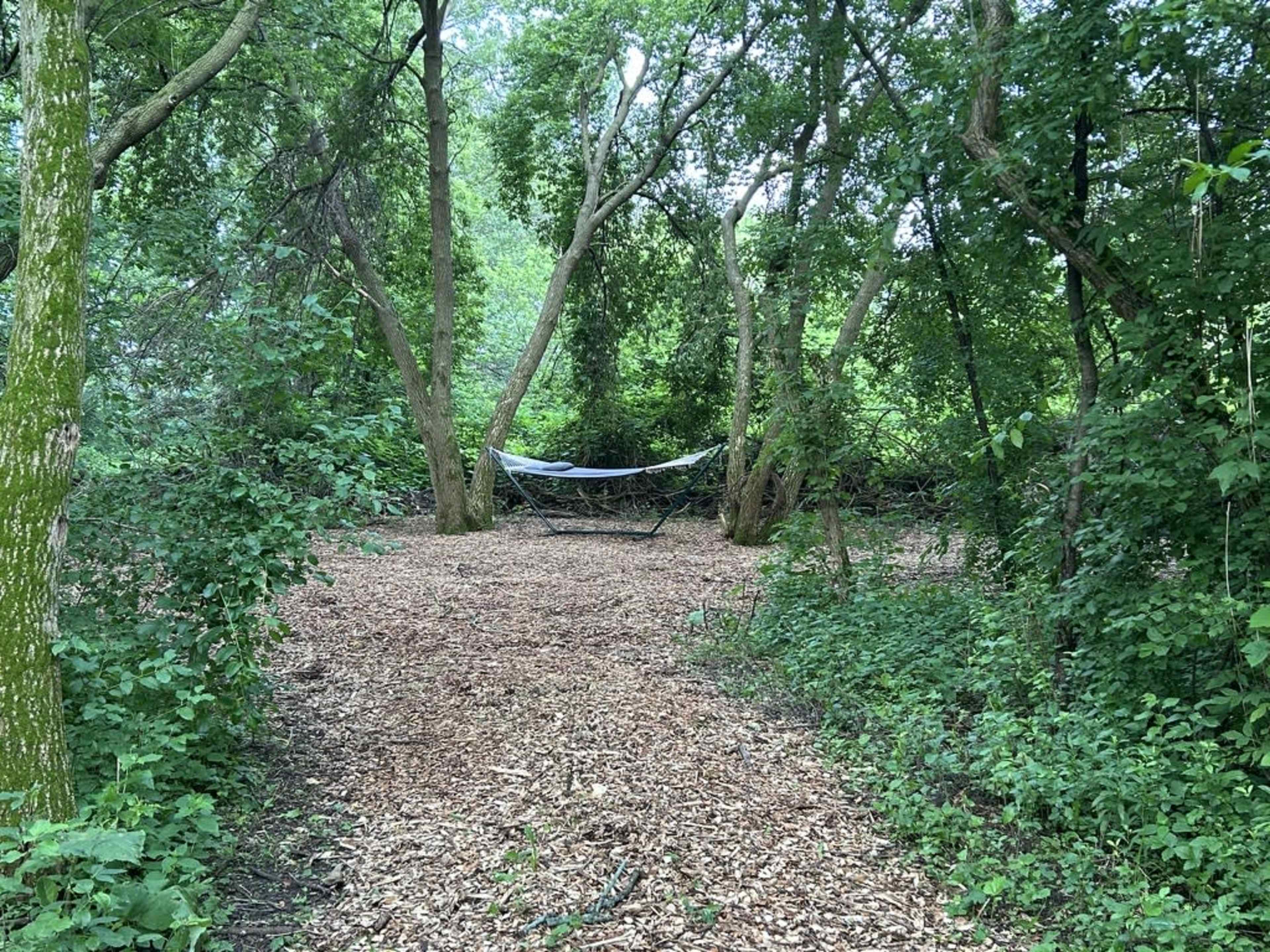A hammock is set up between trees in a wooded area, surrounded by mulch-covered ground and dense greenery.