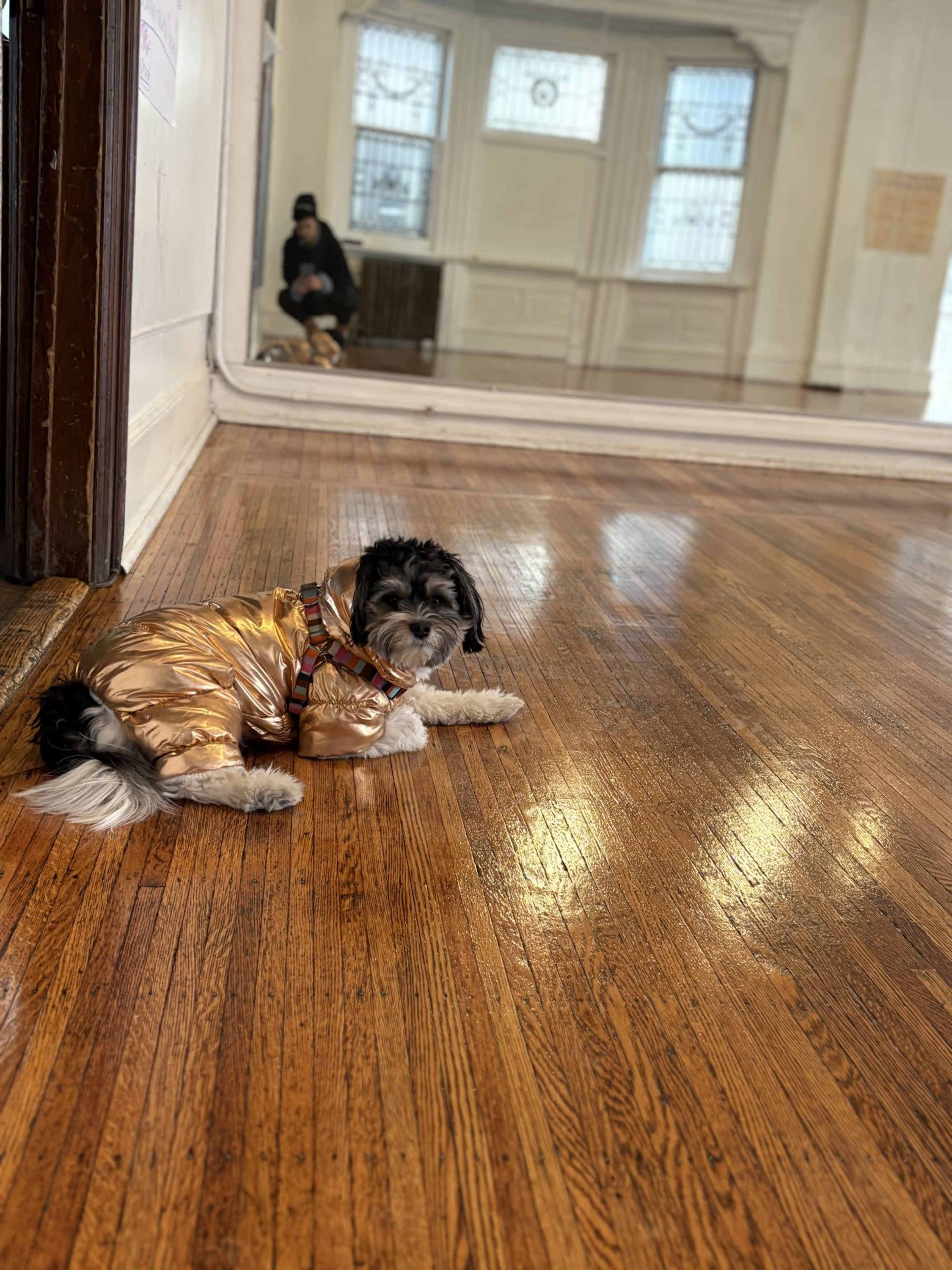 A small dog wearing a shiny gold jacket lies on a wooden floor in a spacious room with large windows and a mirror.