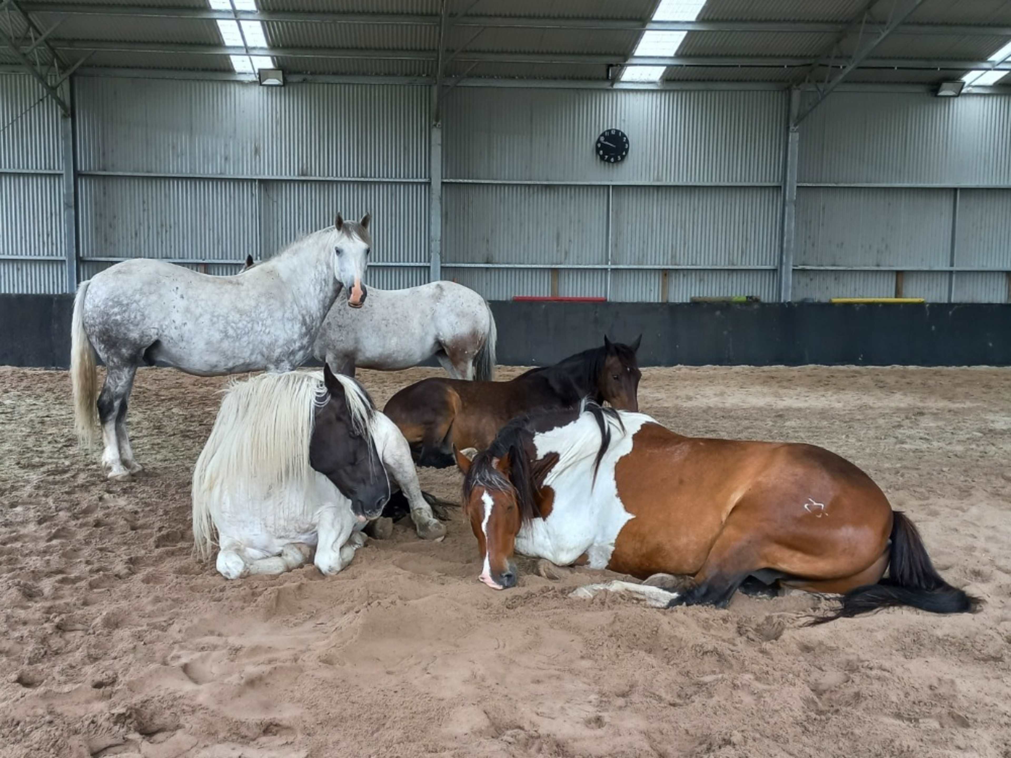 Horse involvement