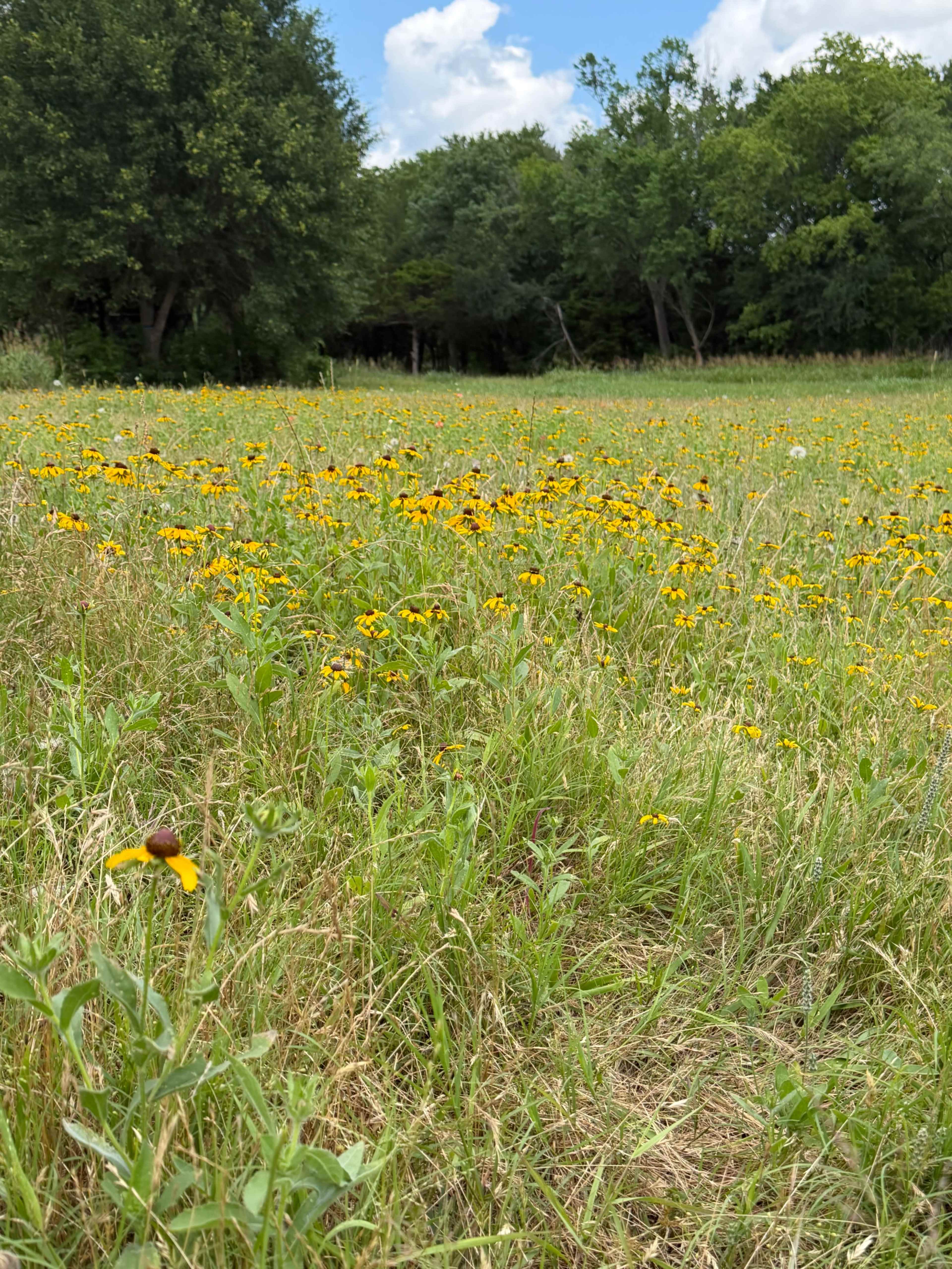 A field is filled with blooming yellow flowers set against a backdrop of trees and a blue sky.