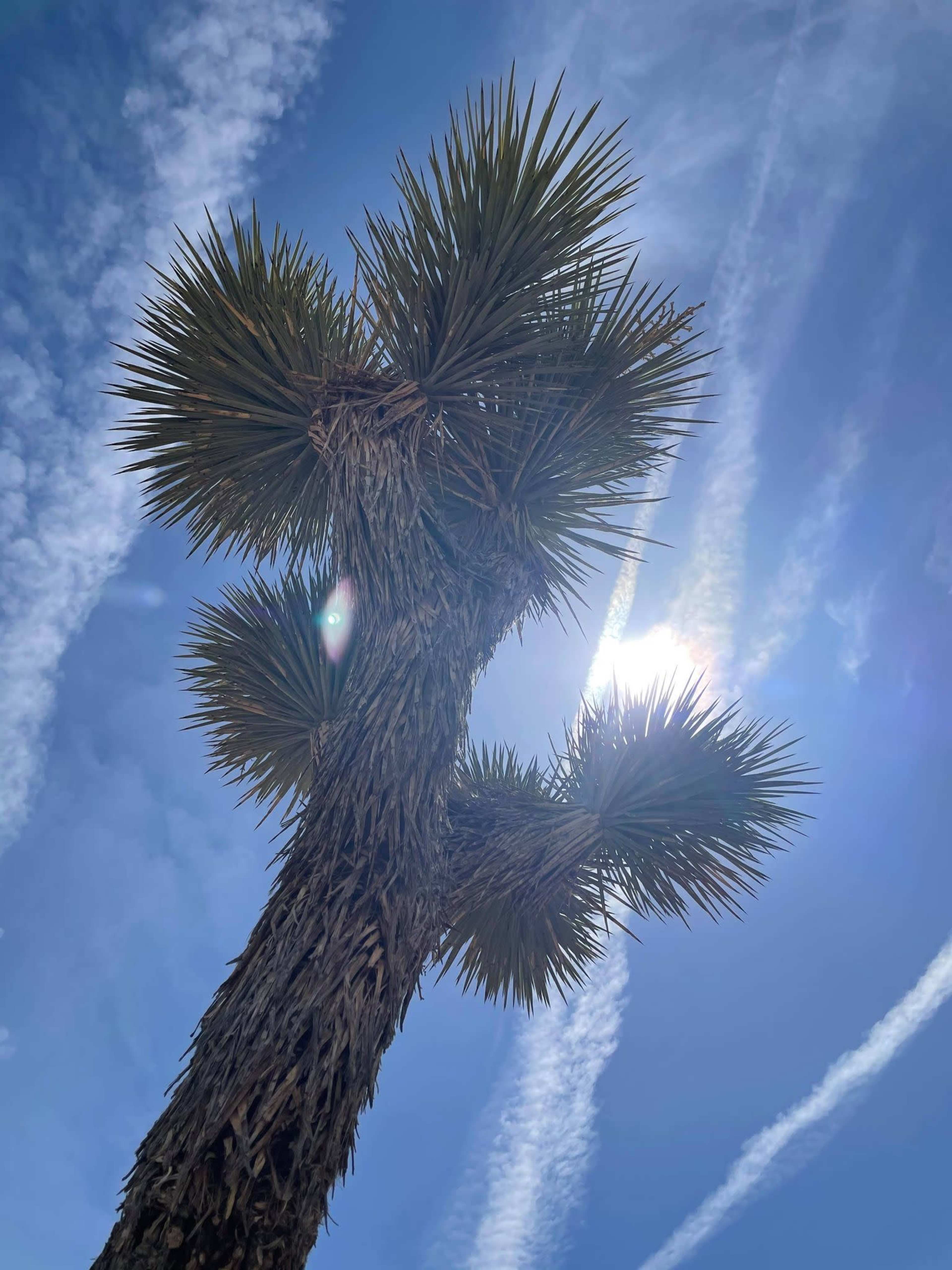 A tall palm tree stretches upward against a bright blue sky with scattered clouds and visible sun rays.
