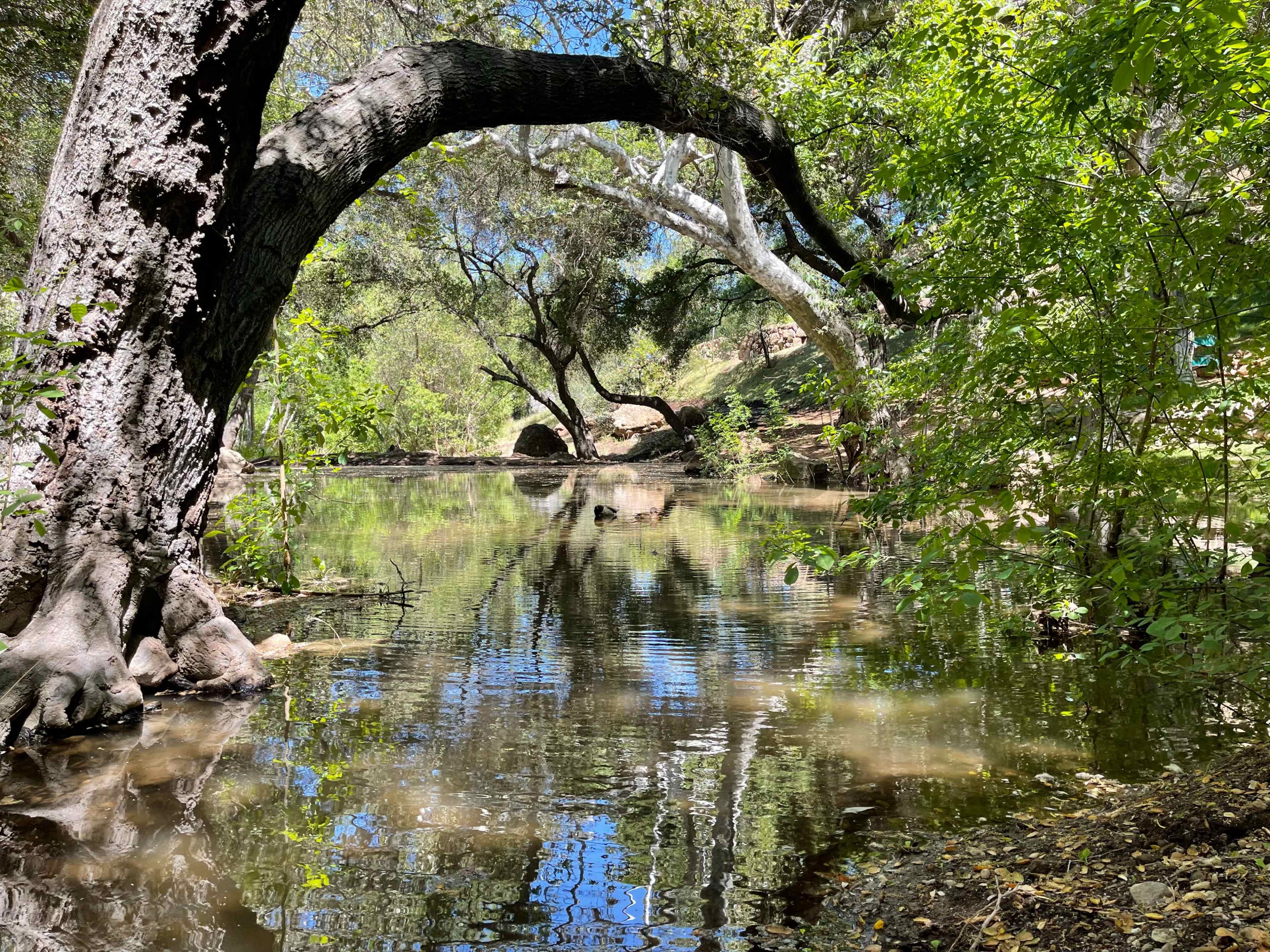 A tranquil stream flows through a wooded area, reflecting the surrounding trees and blue sky.