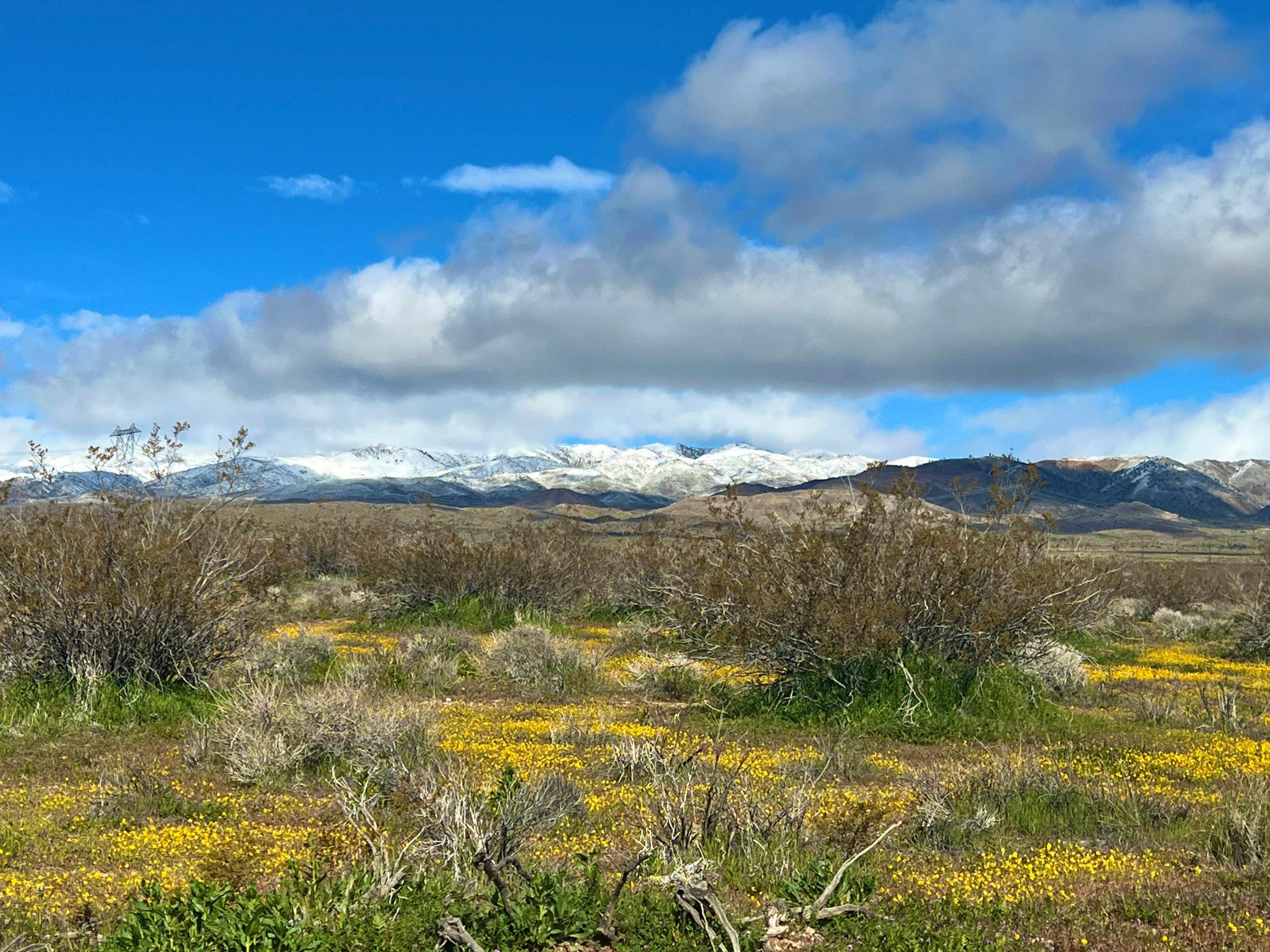 A landscape with a field of yellow wildflowers in the foreground and snow-capped mountains in the background under a partly cloudy sky.