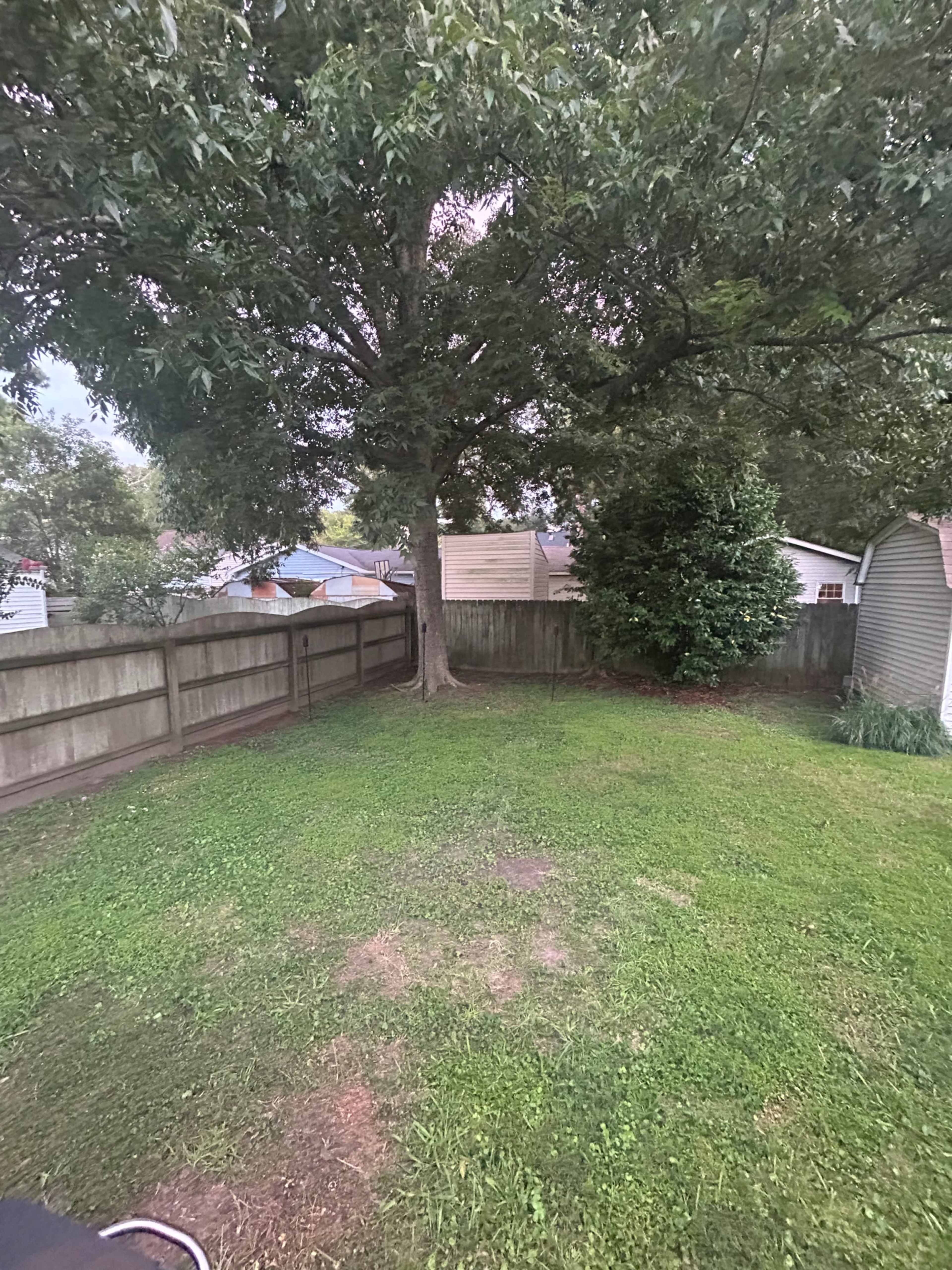 The image shows a backyard with a large tree, a wooden fence, and a few buildings visible in the background.