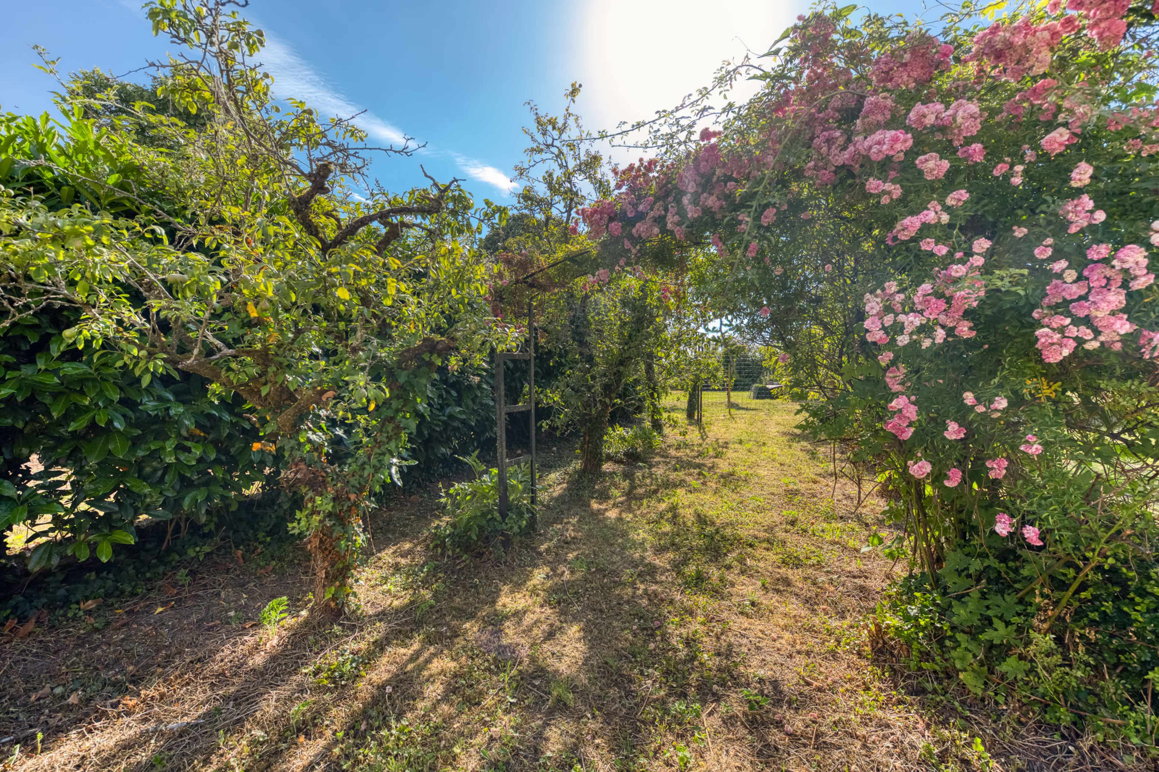 A pathway lined with greenery and blooming pink roses leads through a garden.