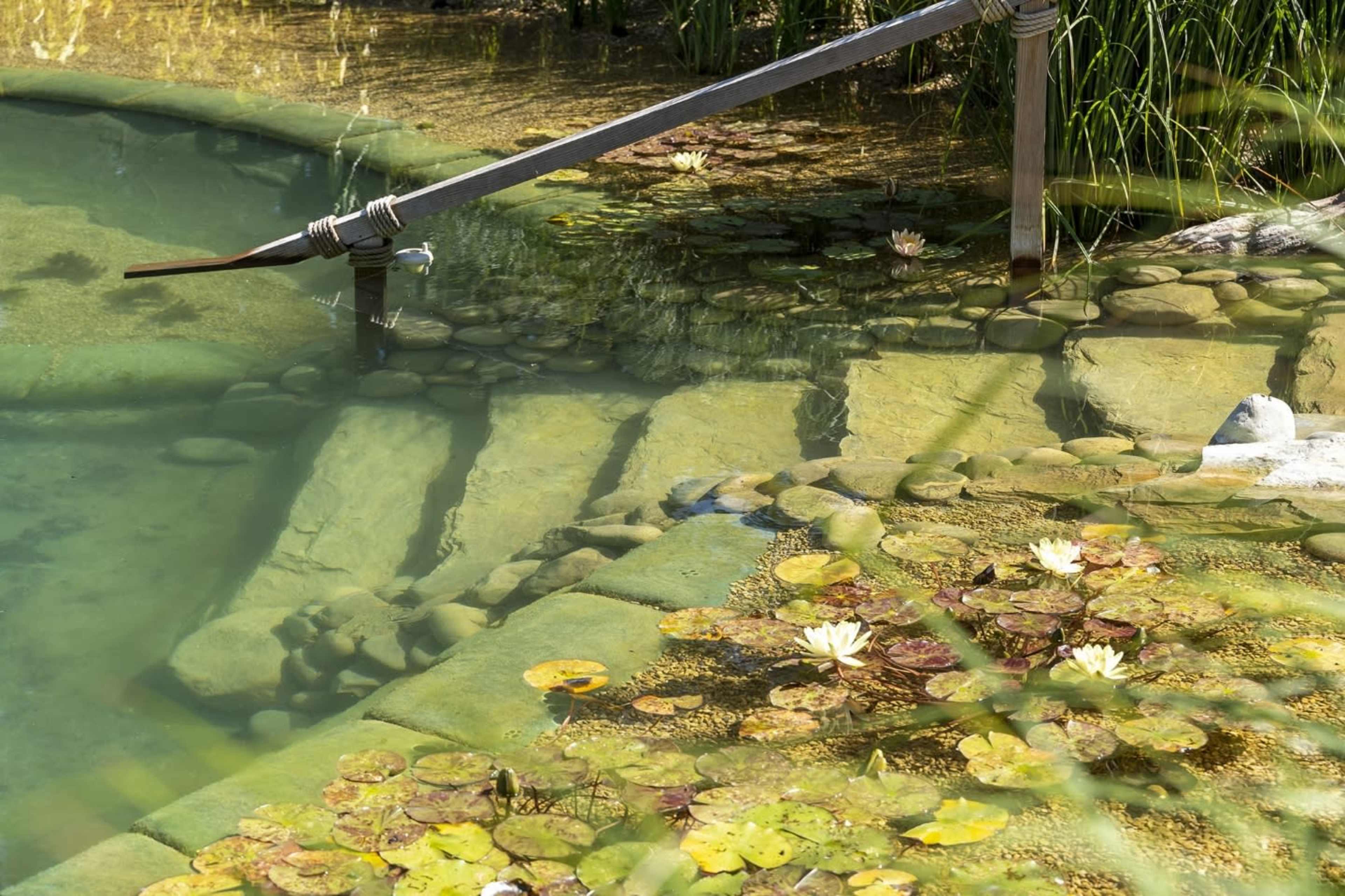The image shows a tranquil pond with lily pads and flowers, alongside a stone pathway and a wooden railing.
