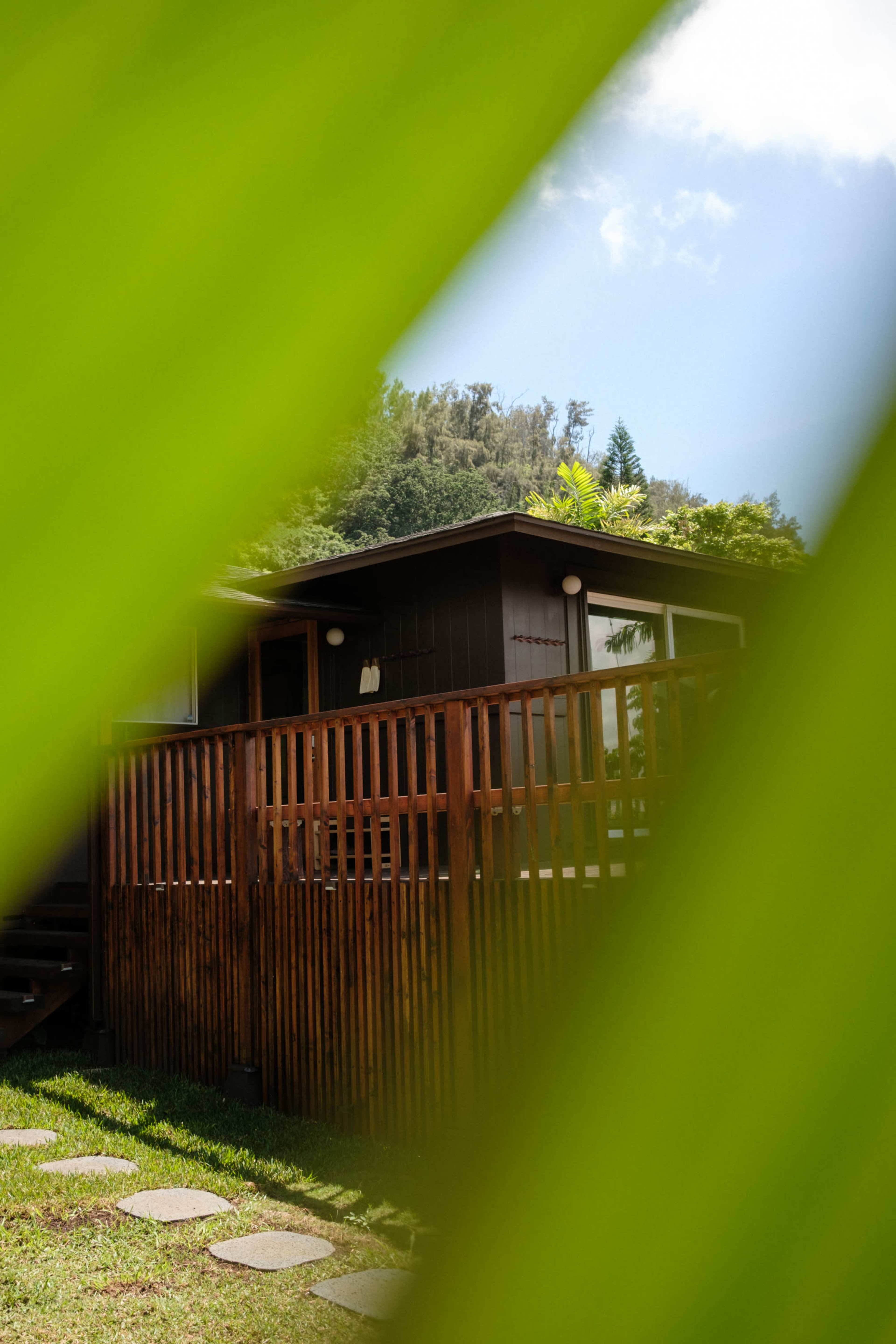 A wooden house sits behind a lush green plant, partially obscured from view.