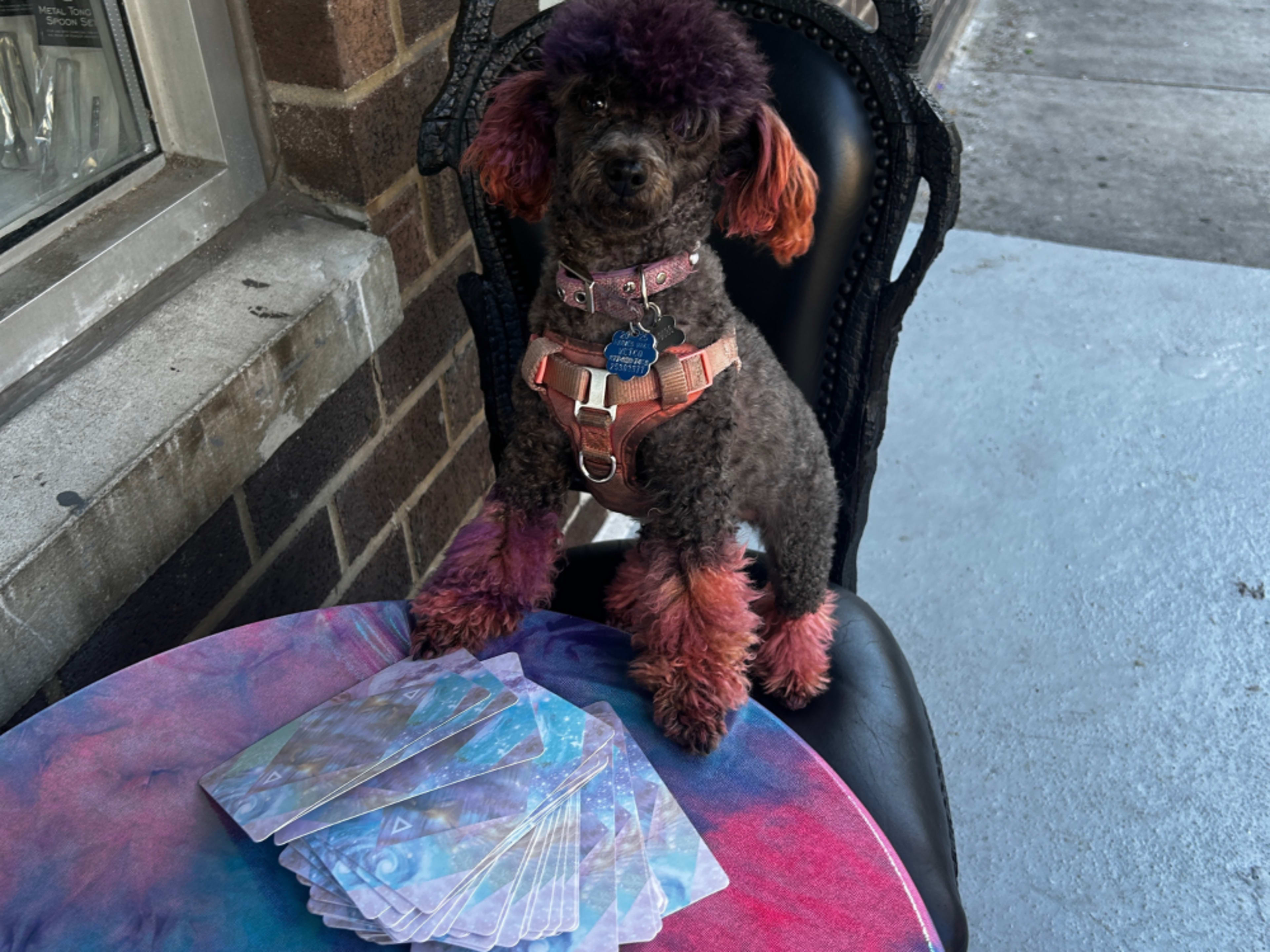 Tarot Reader or Intuitive