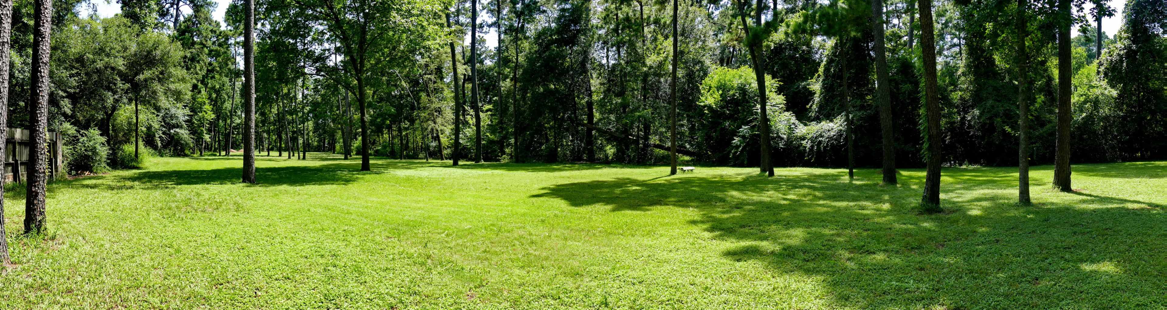 A lush, green, open area with tall trees and a grassy field under a clear sky.