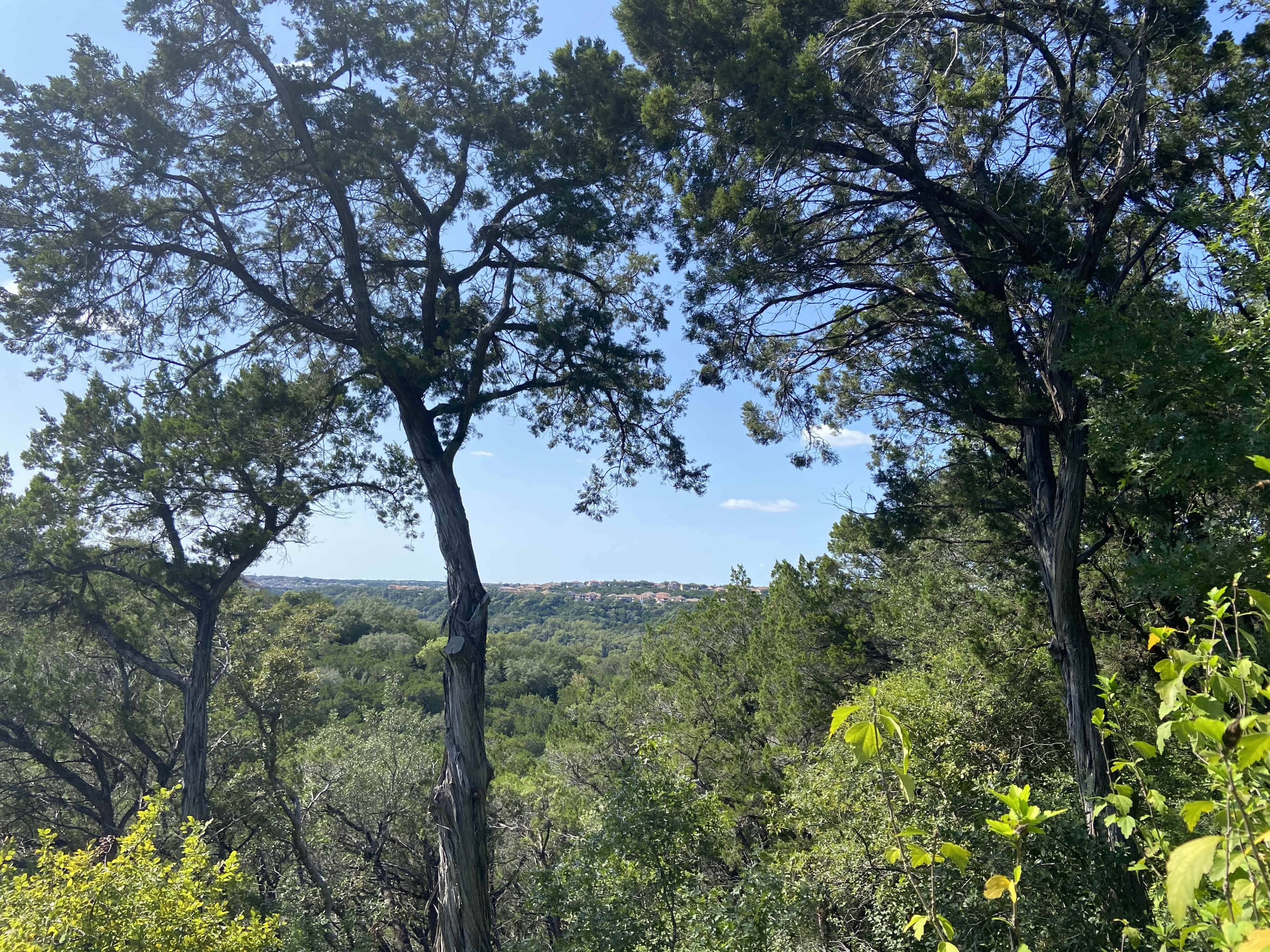A view of a sprawling green valley framed by two tall trees under a clear blue sky.