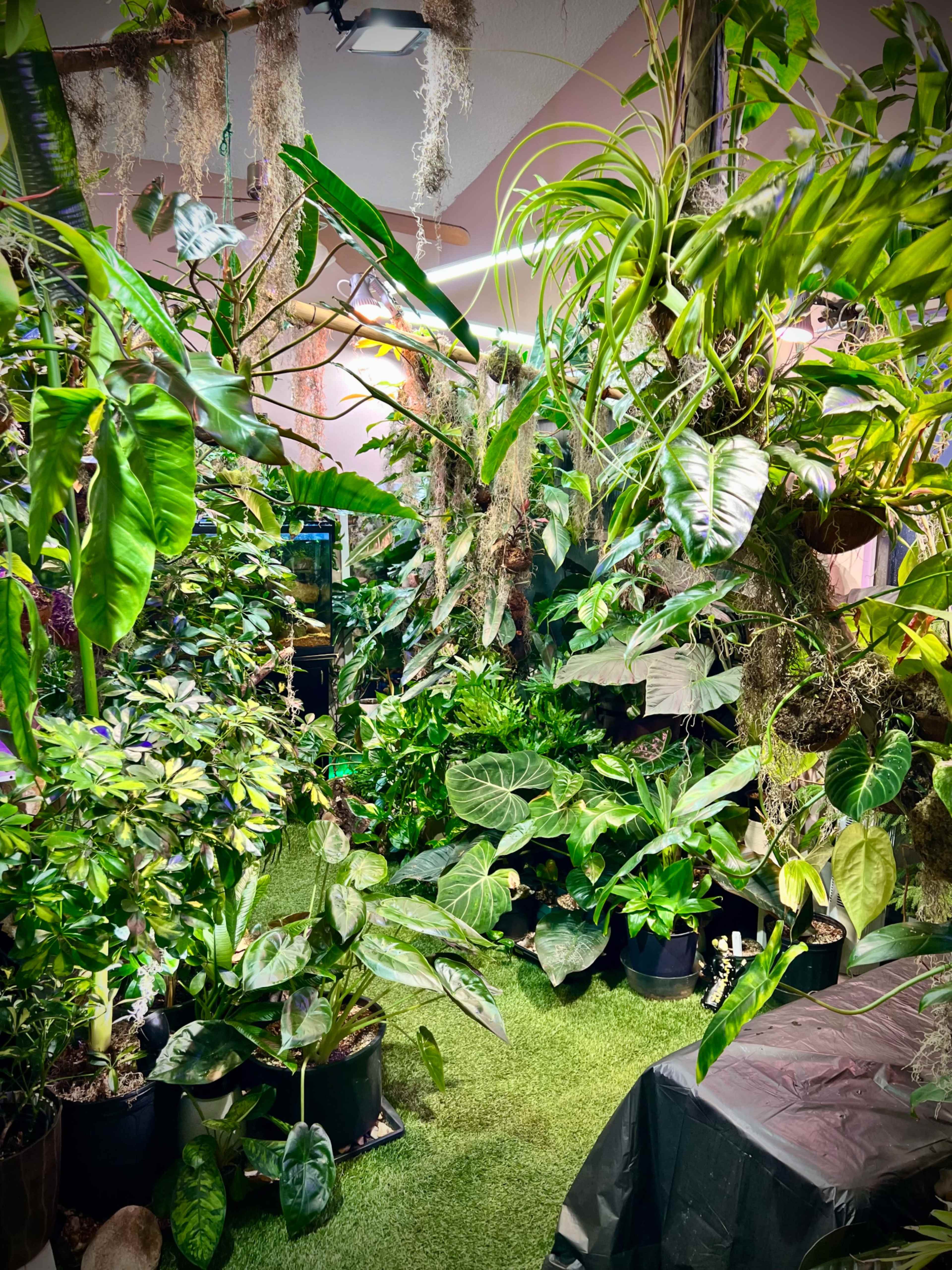 INDOOR JUNGLE!🌿 Image in Summer Valley Ranch, Aurora, CO