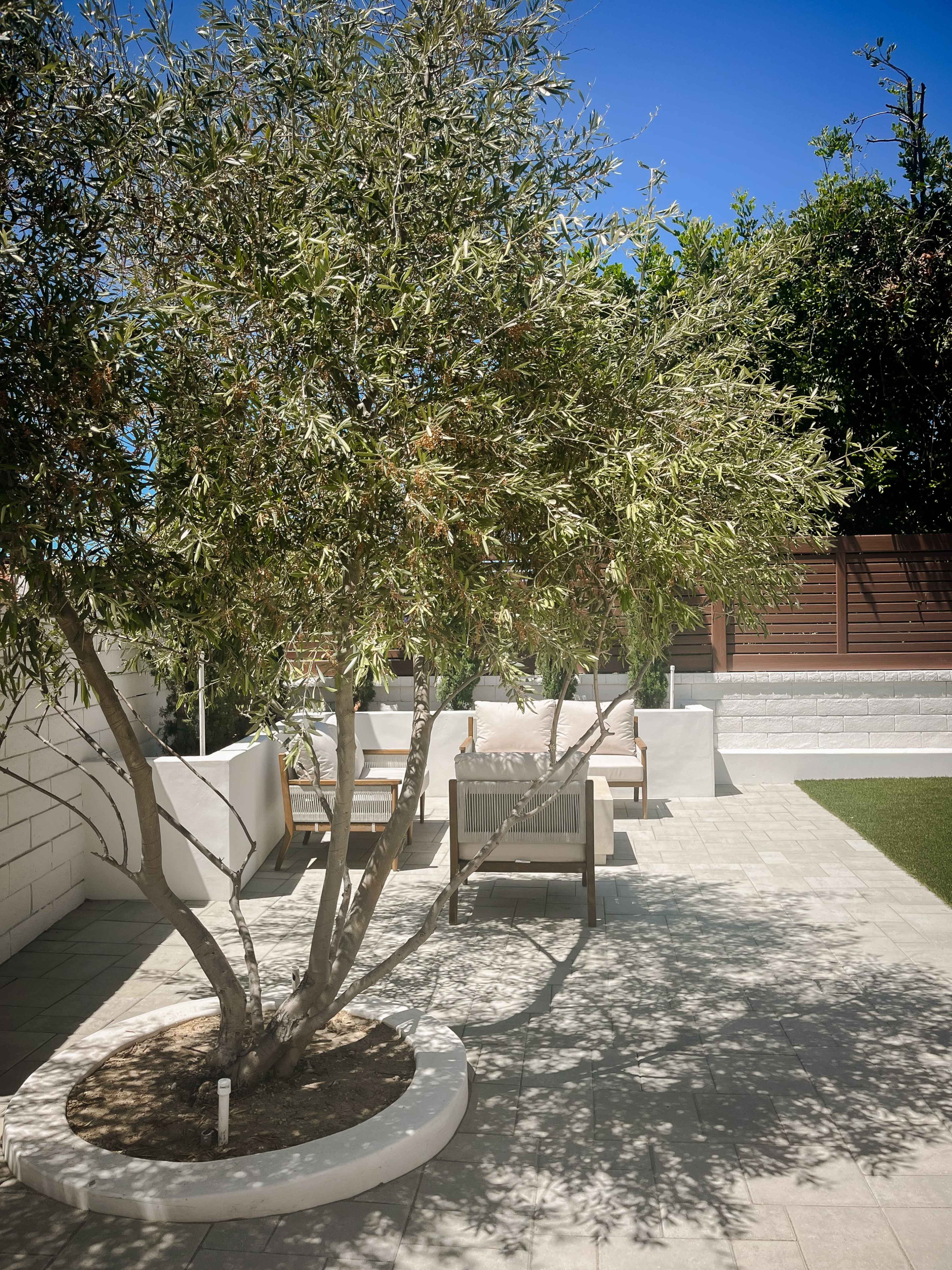 A sunlit backyard features a decorative olive tree surrounded by seating and a manicured lawn.