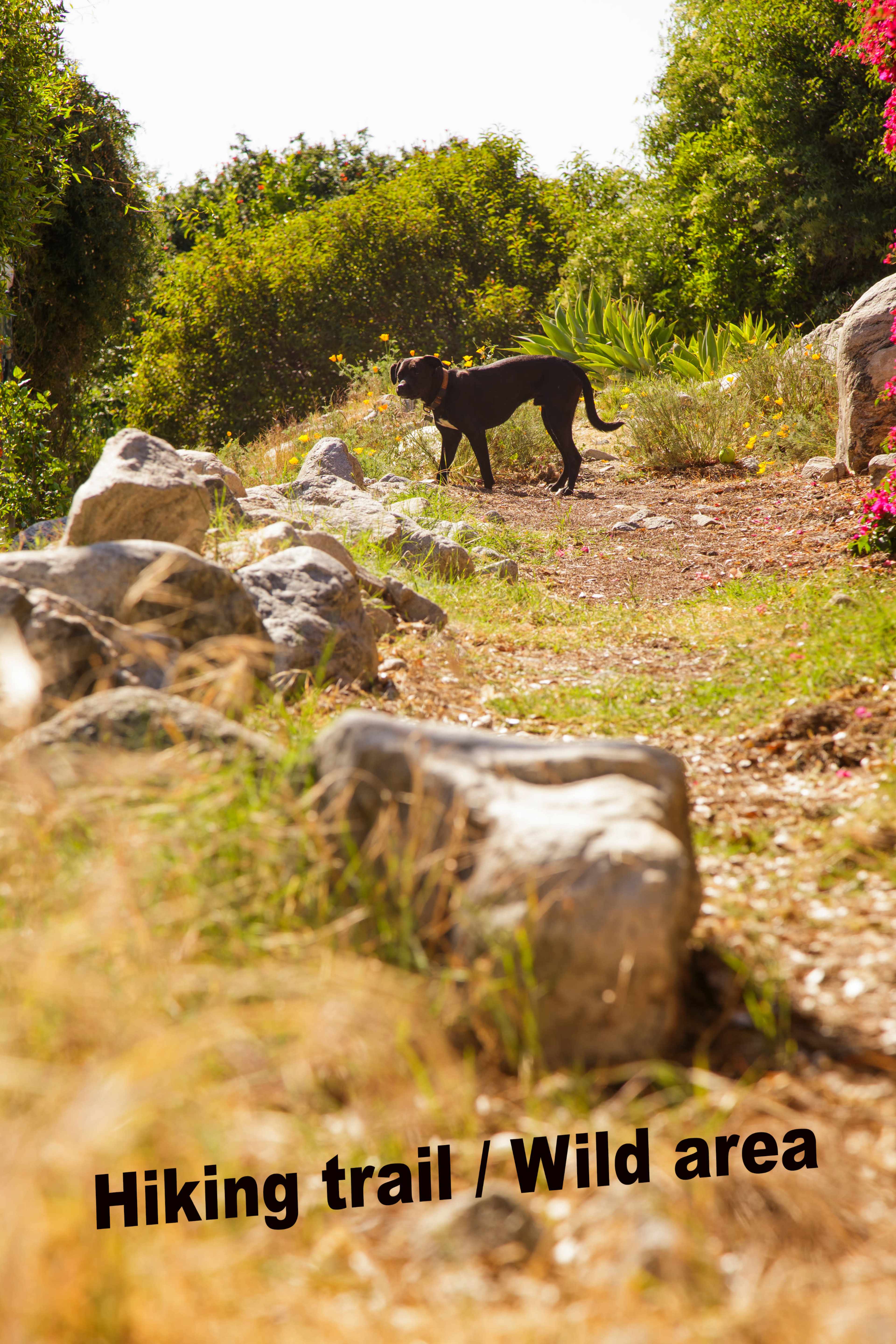 A dog stands on a hiking trail surrounded by rocks and vegetation.