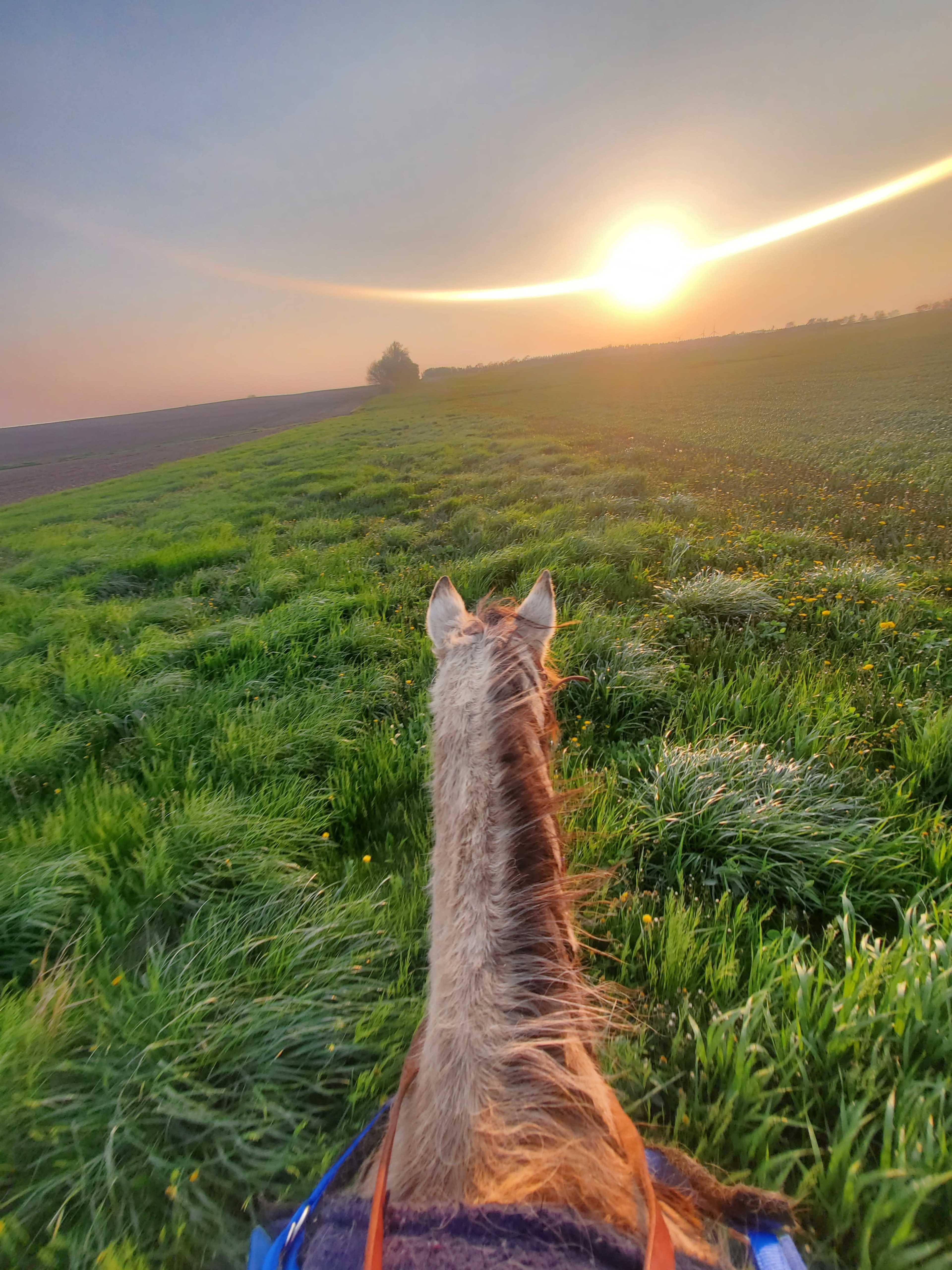 The view from atop a horse looking towards a setting sun over a grassy field.