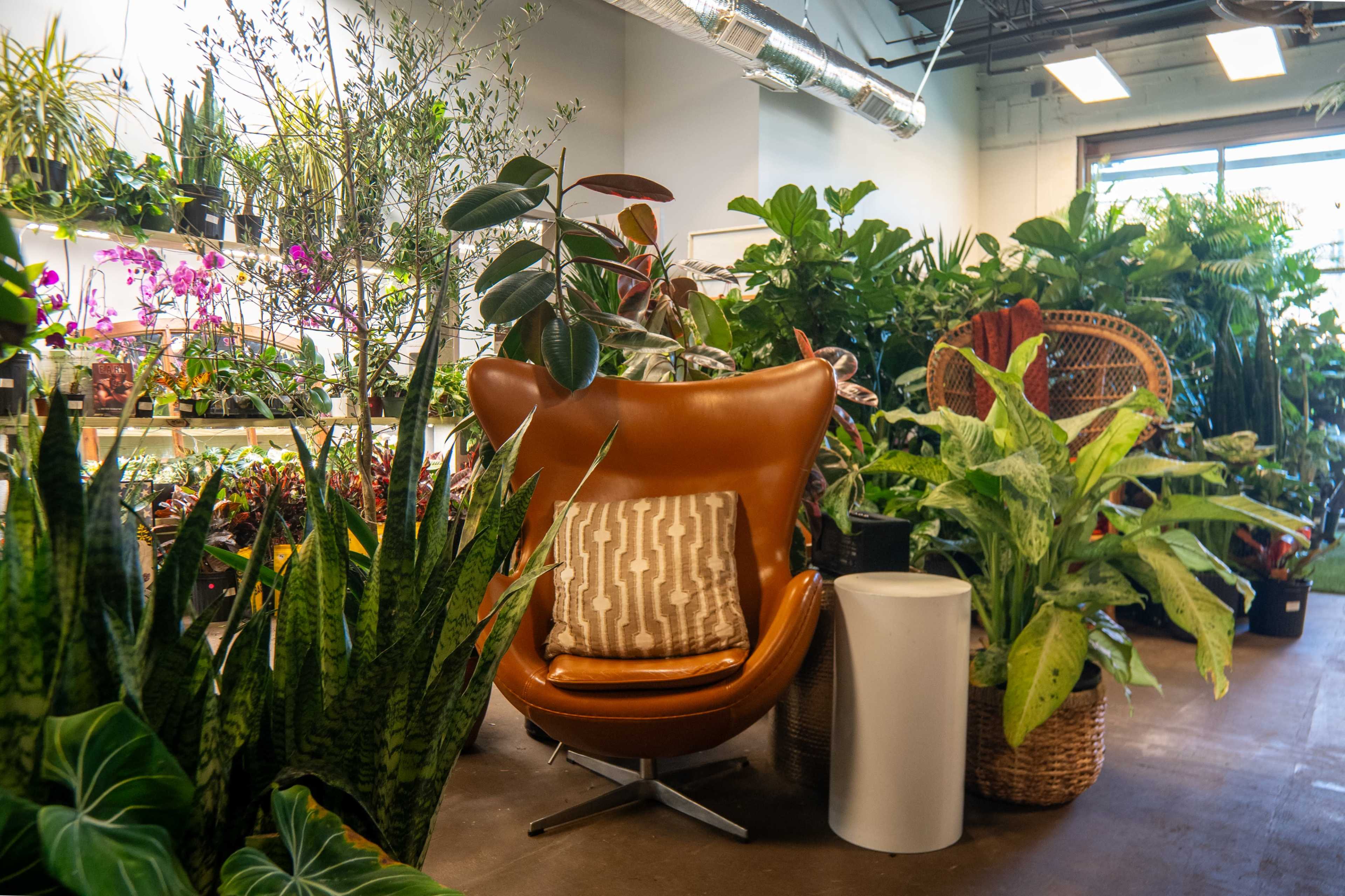 A brown mid-century modern chair with a patterned pillow sits among a variety of green plants in a bright indoor space.