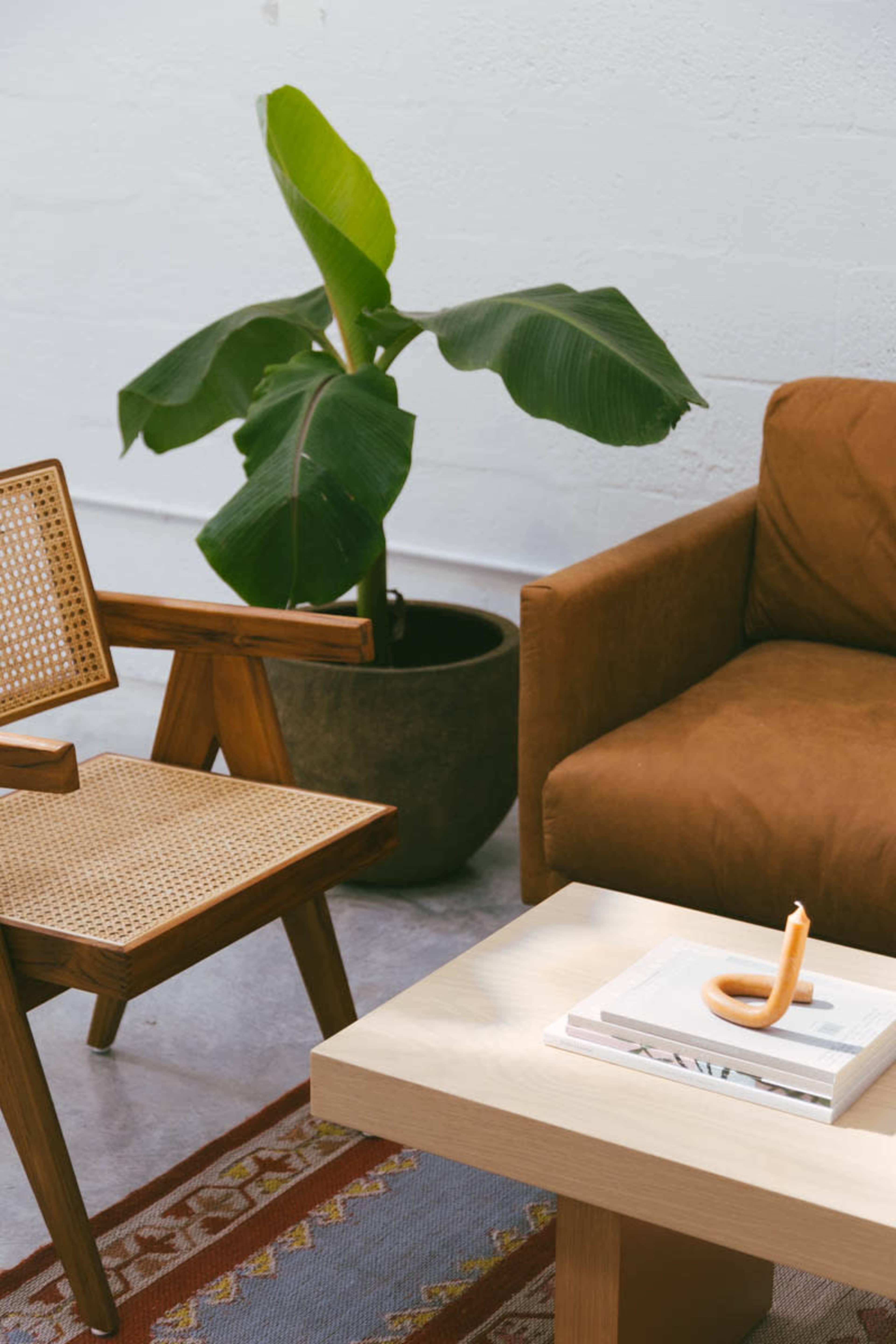 A cozy living space with a brown sofa, a woven chair, and a coffee table topped with a decorative candle and a stack of books, alongside a large potted plant.