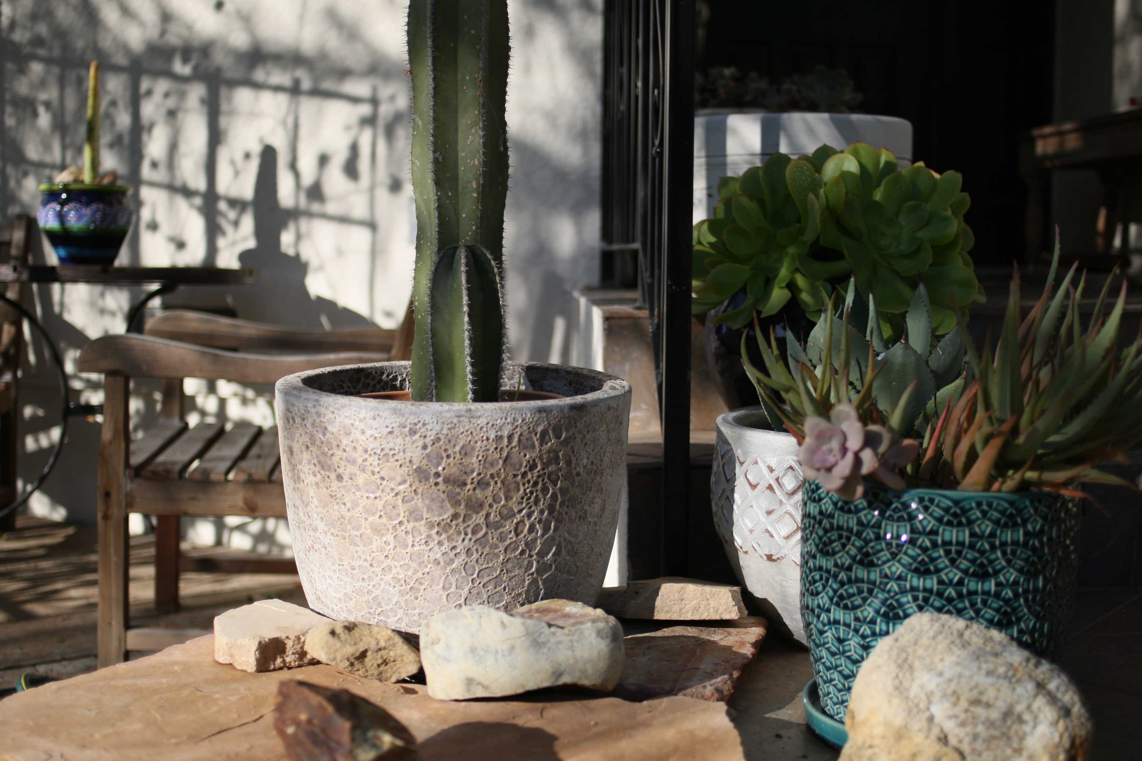 A large cactus stands in a textured pot, surrounded by smaller potted succulents and decorative stones on a stone surface.