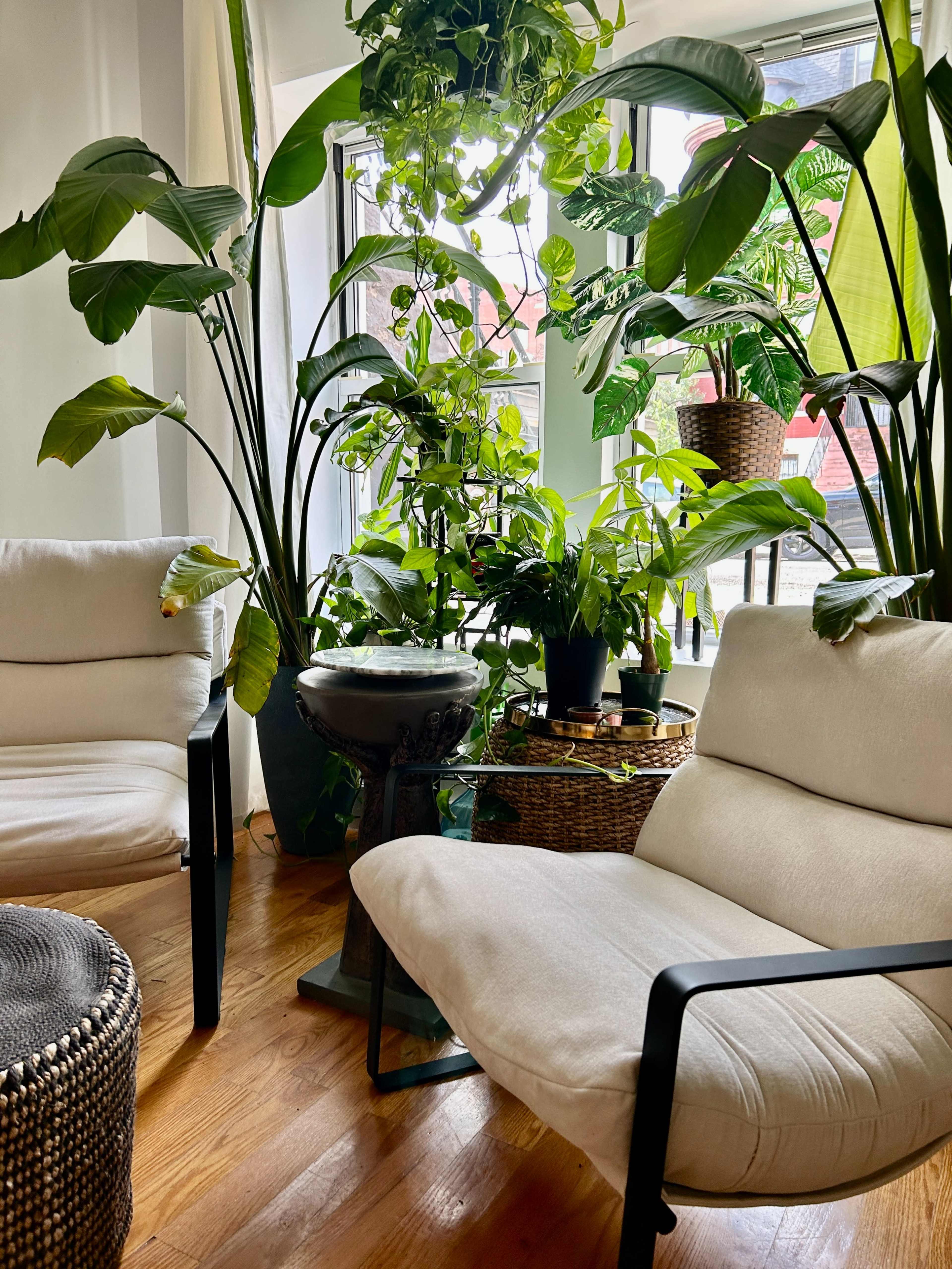 A cozy seating area featuring two white upholstered chairs surrounded by various indoor plants and a decorative bowl.