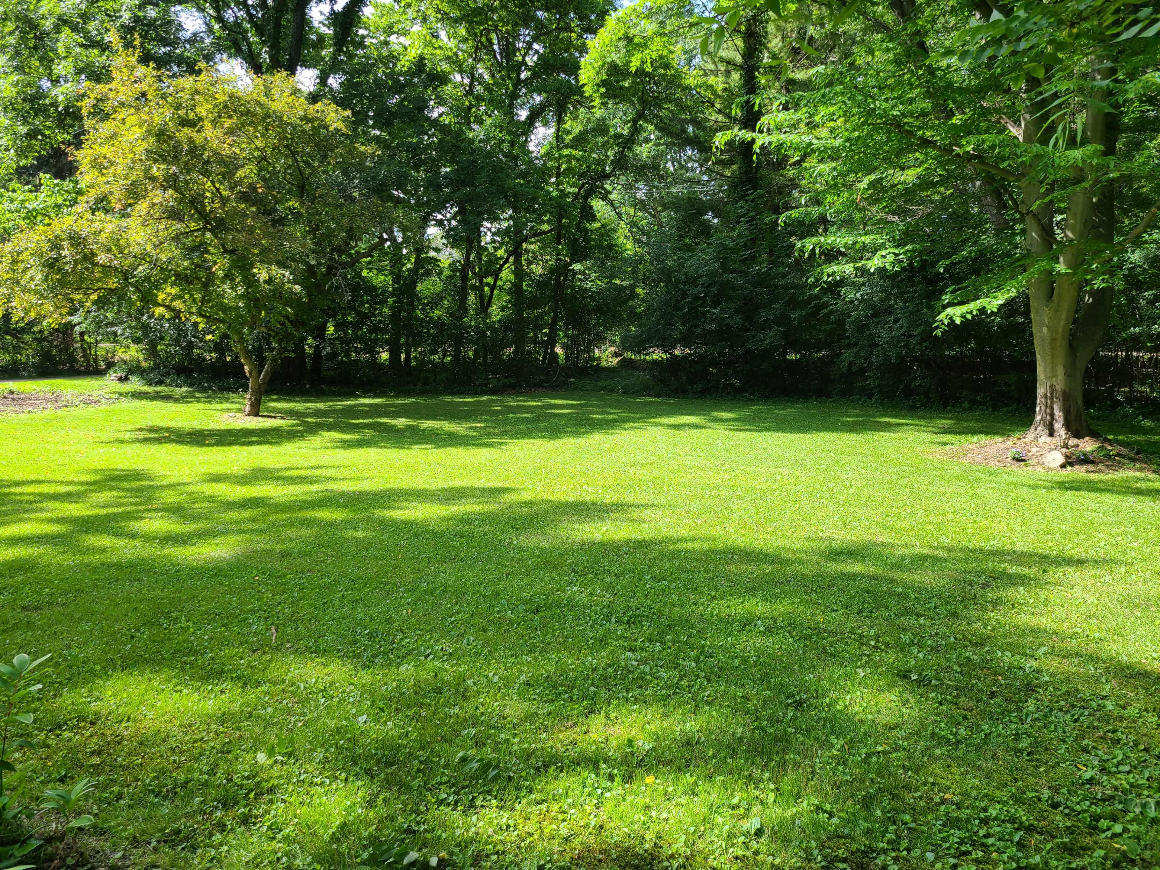 The image shows a green lawn bordered by trees in a sunlit natural setting.