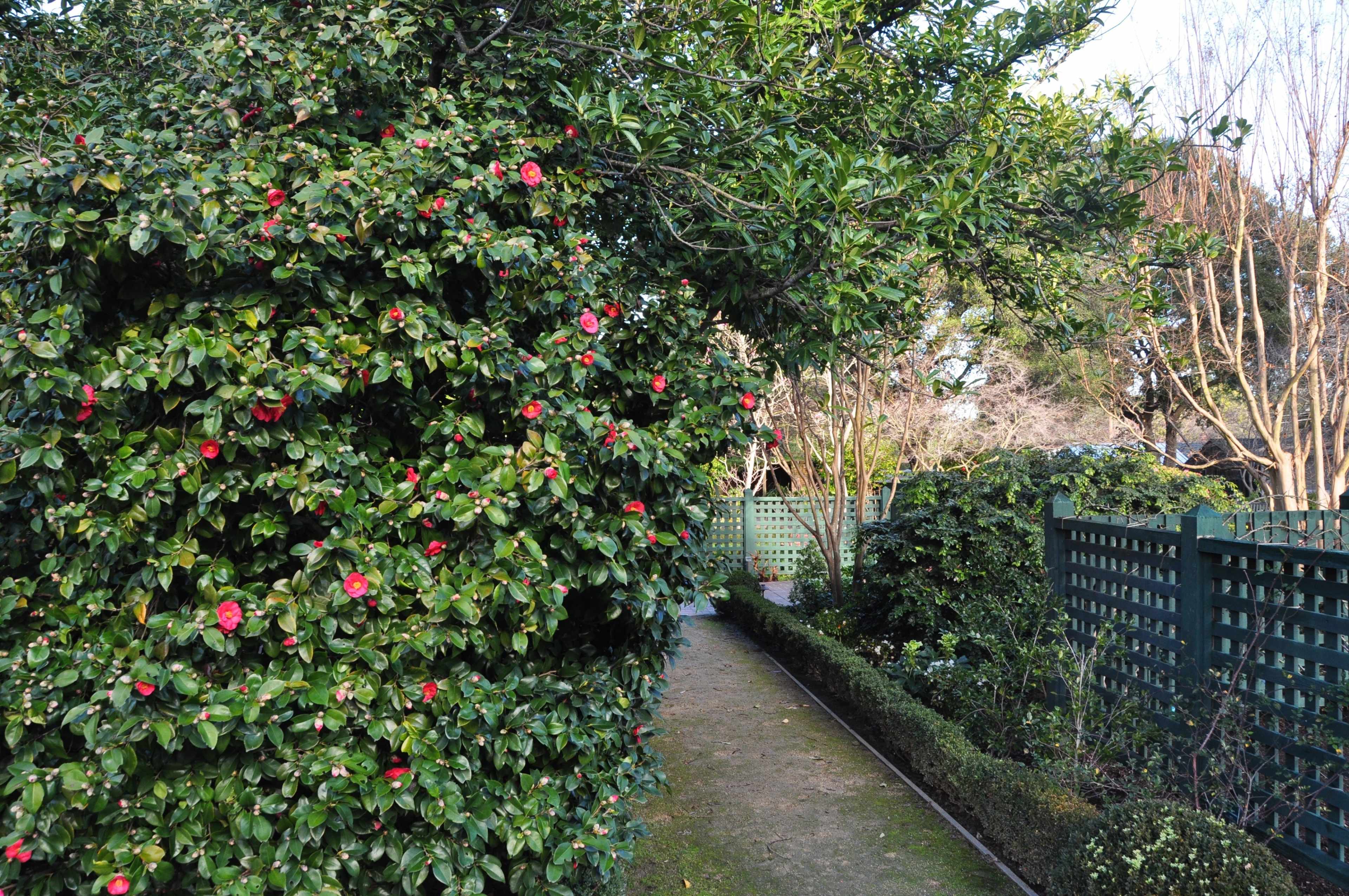 A pathway winds through a garden bordered by lush green shrubs and blooming red flowers.