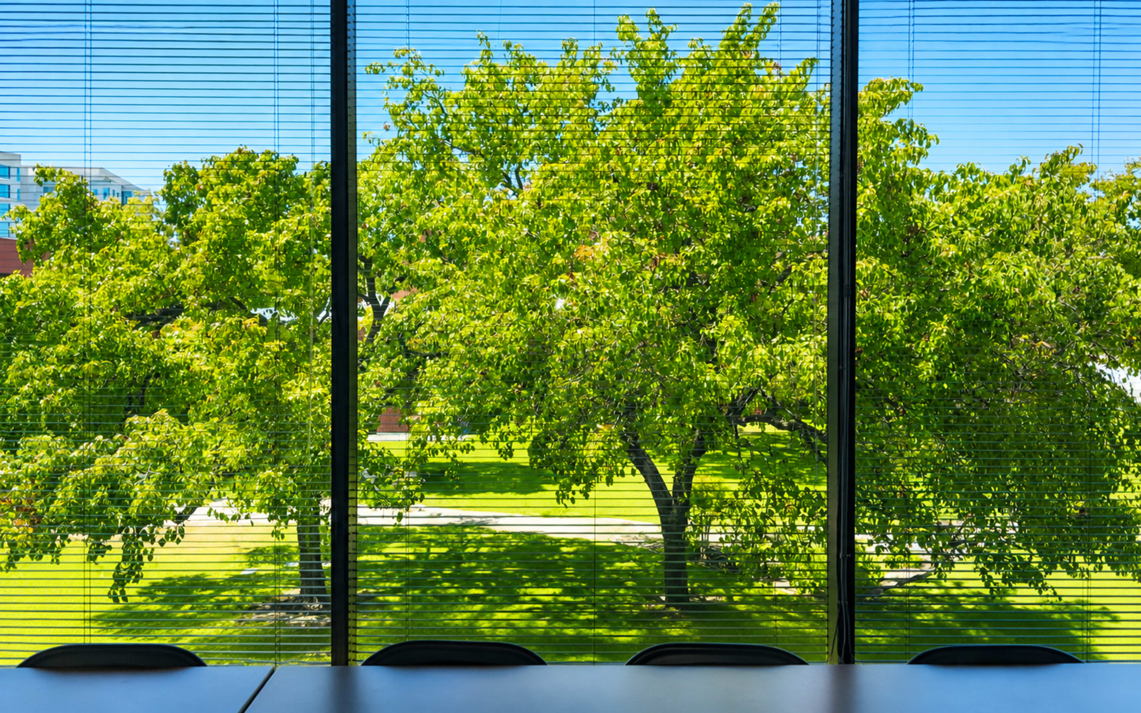 The image shows a view through a large window with blinds, revealing green trees and a grassy area outside.