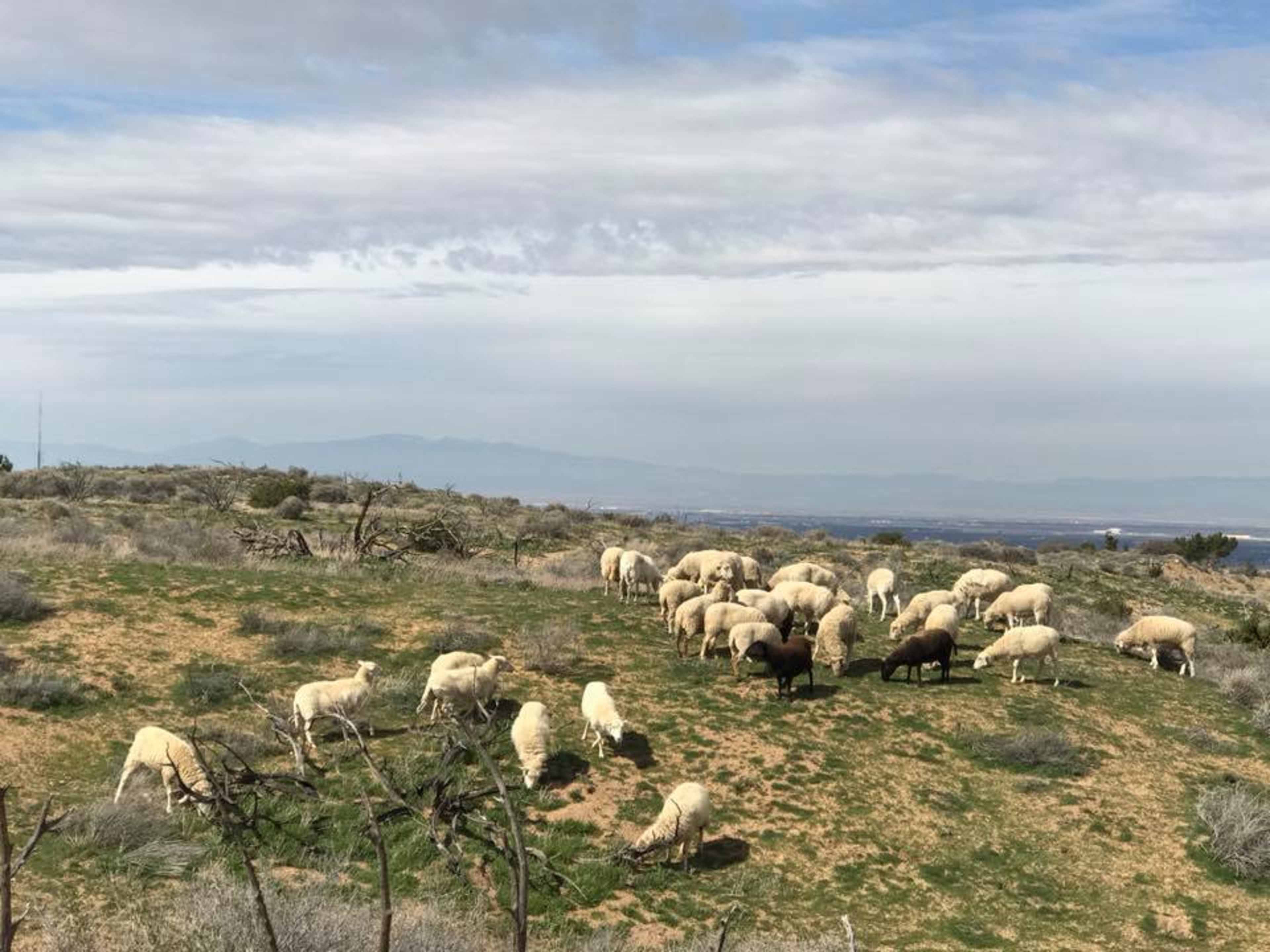 A flock of sheep grazes on a grassy hillside with distant mountains in the background.