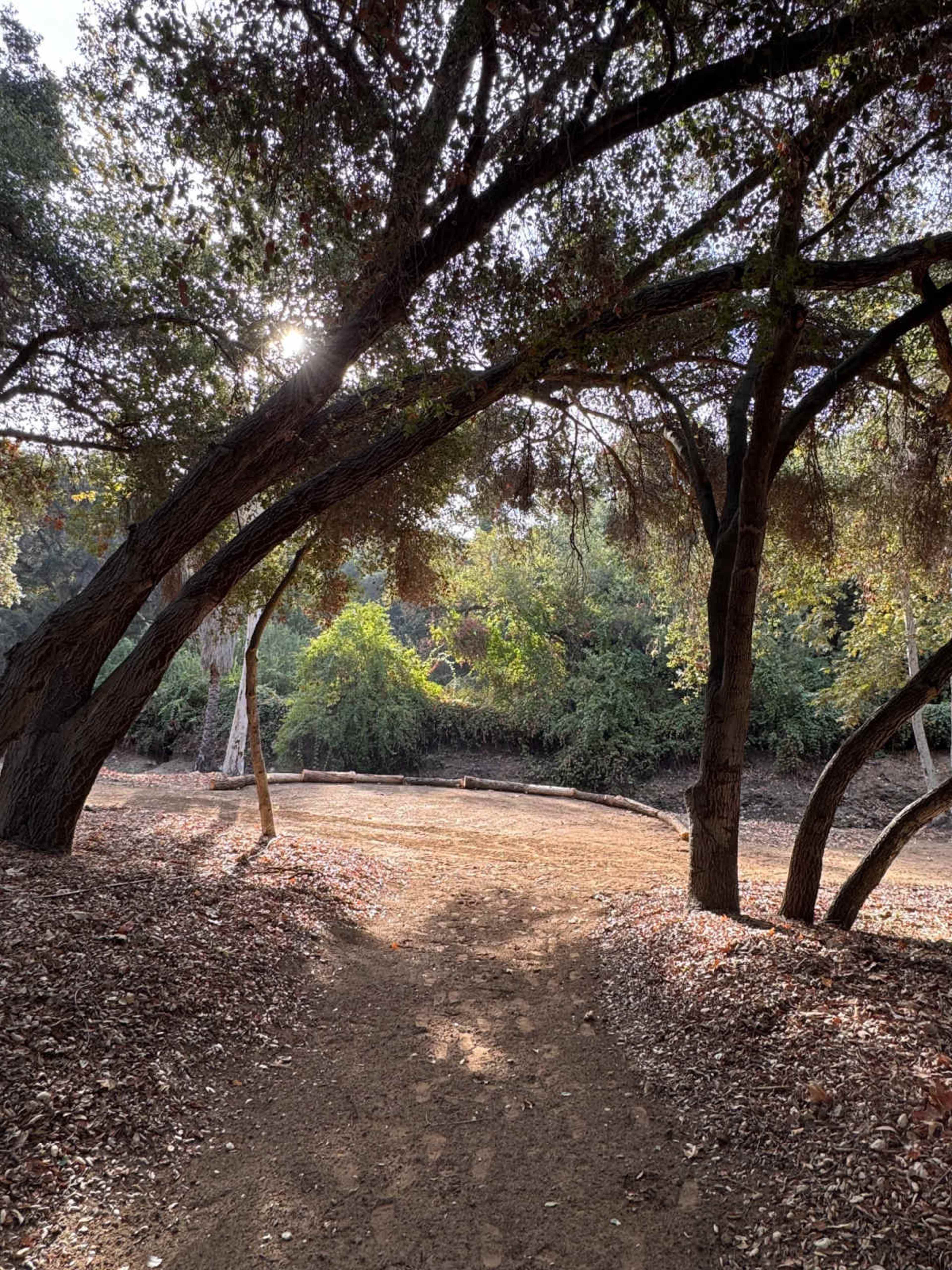 A dirt path winds through a forest with trees arching overhead and sunlight breaking through the foliage.