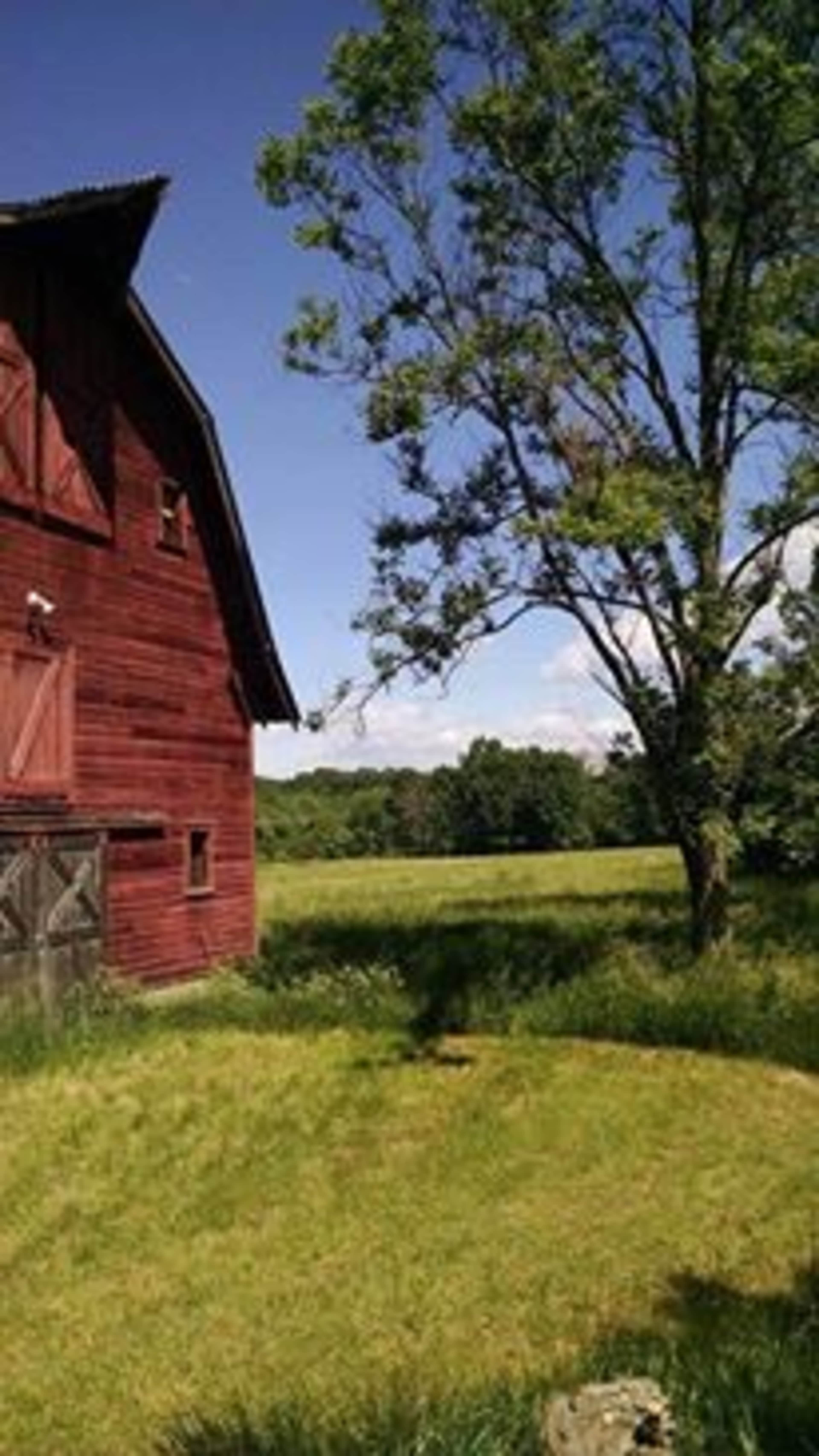 A red barn stands beside a grassy area and a tree, with a clear blue sky in the background.